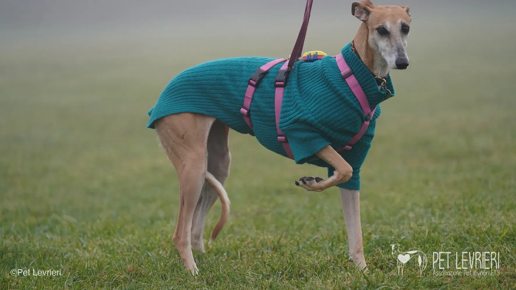 Ludmila adozione levrieri galgo.56