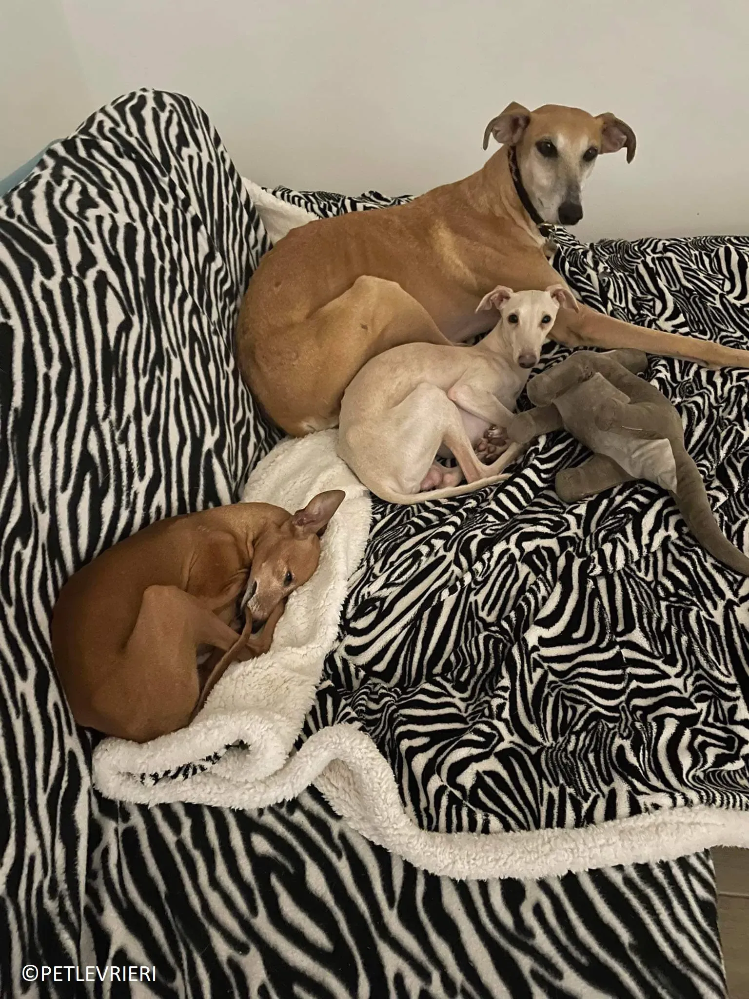 Ludmila adozione levrieri galgo.57