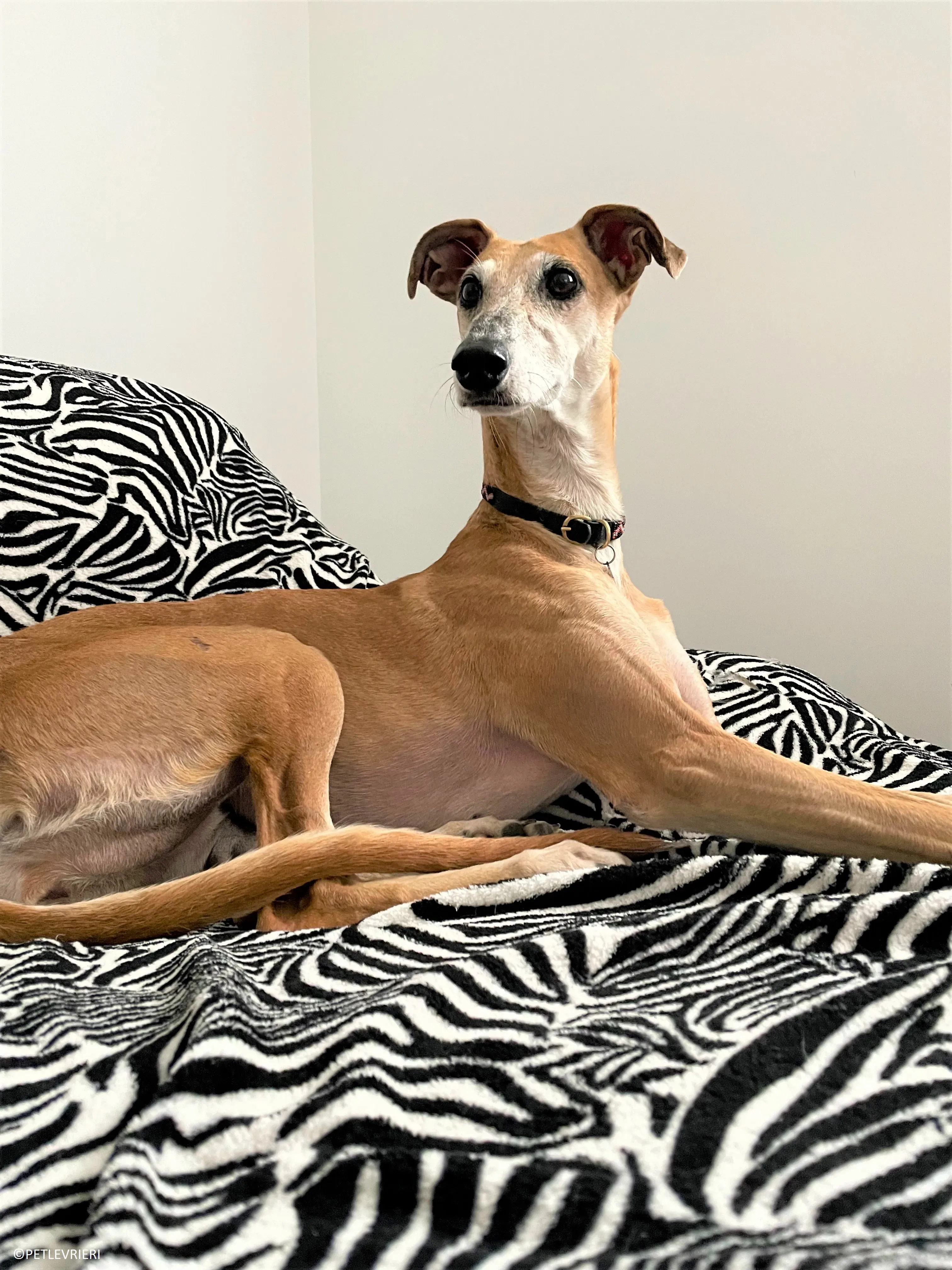 Ludmila adozione levrieri galgo.60 2