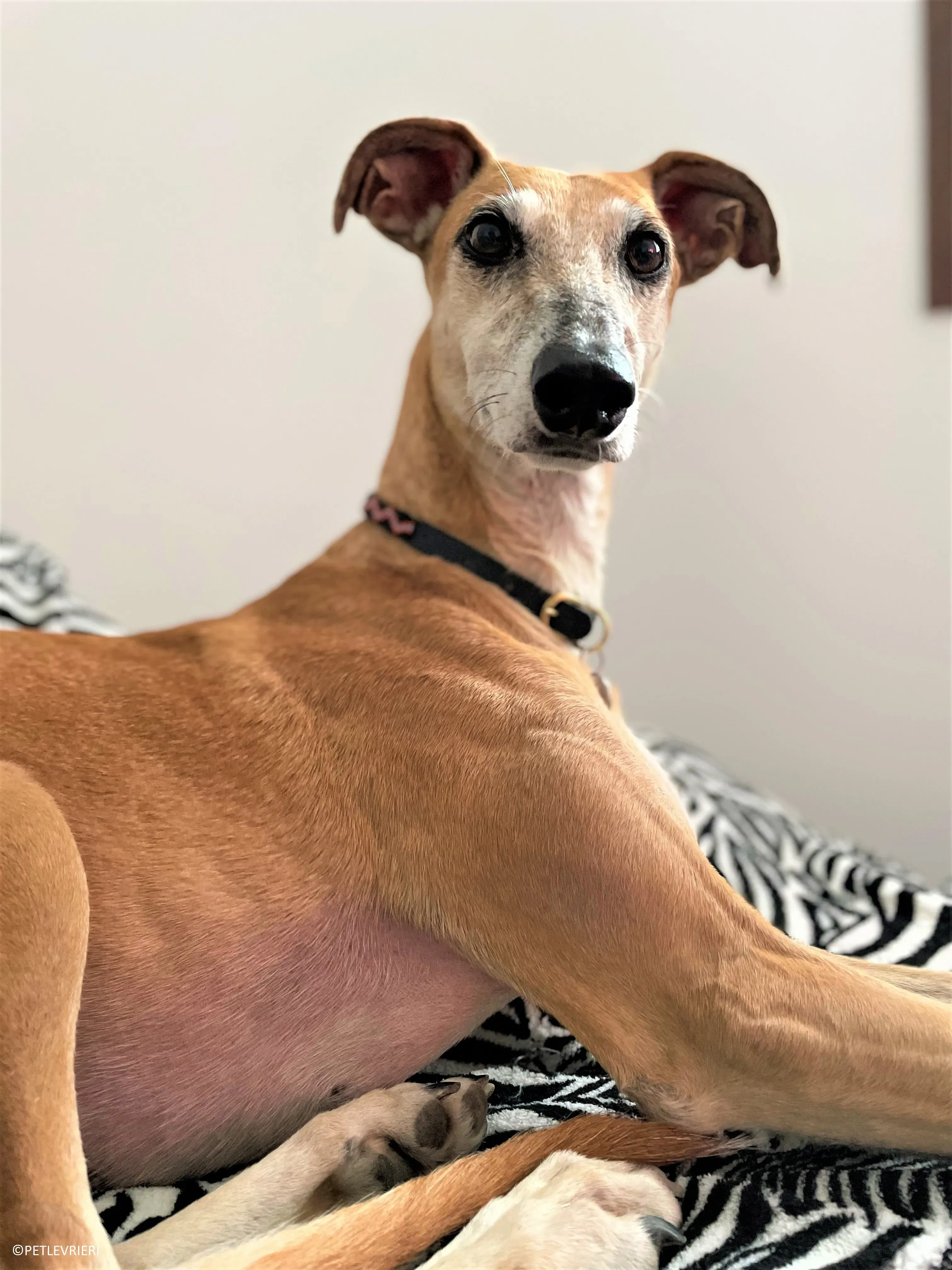 Ludmila adozione levrieri galgo.61 2