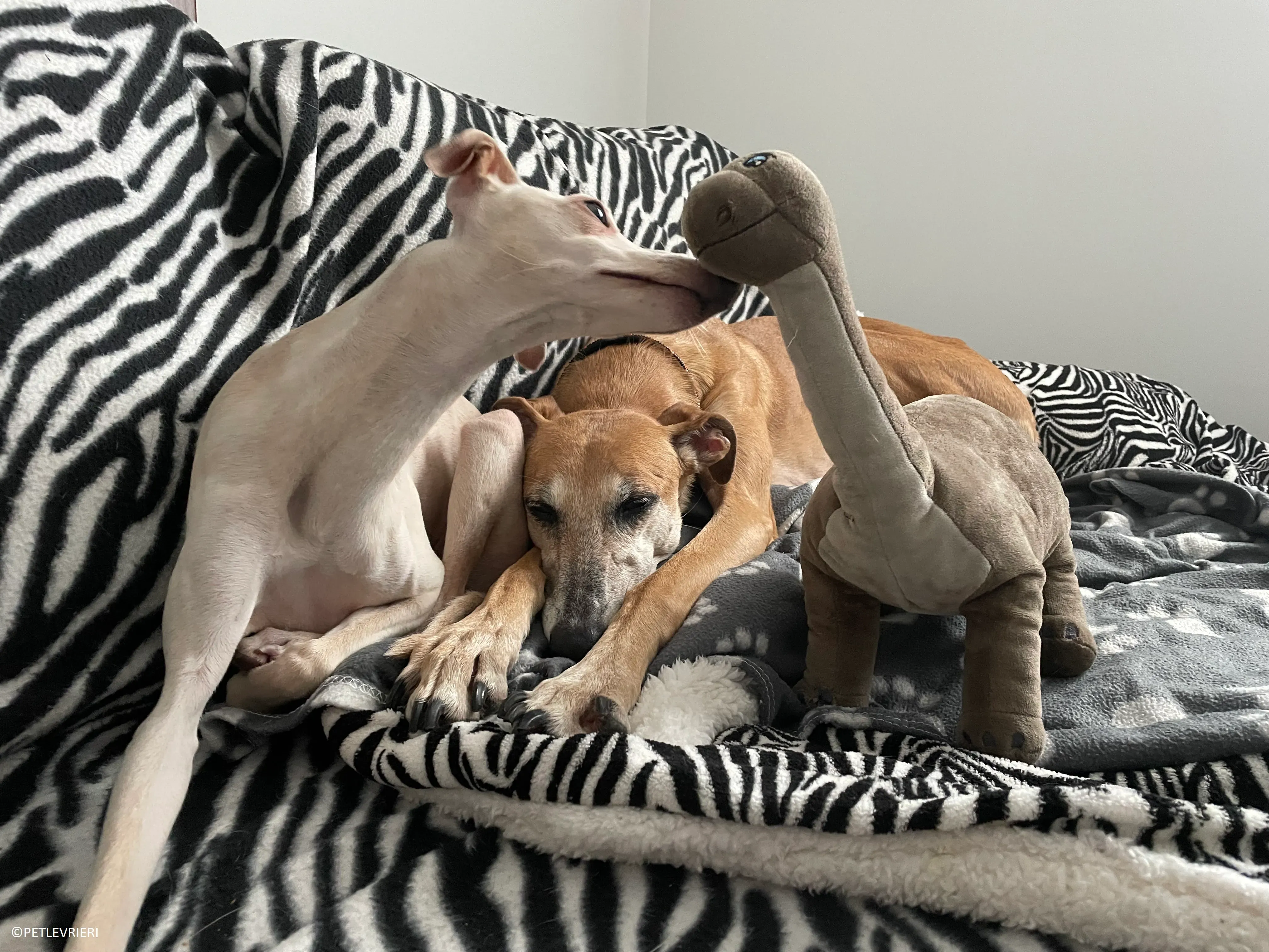 Ludmila adozione levrieri galgo.62