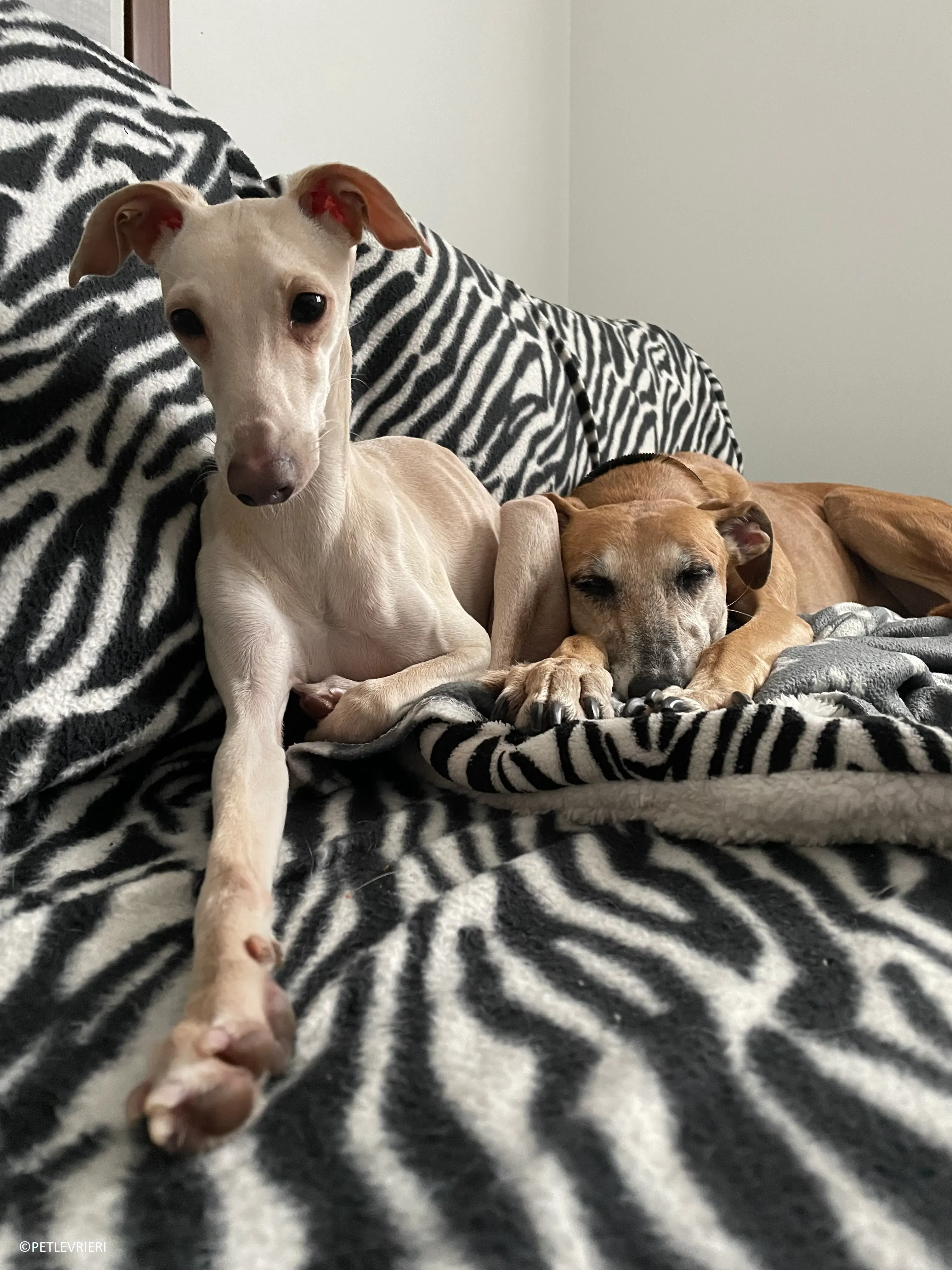 Ludmila adozione levrieri galgo.63