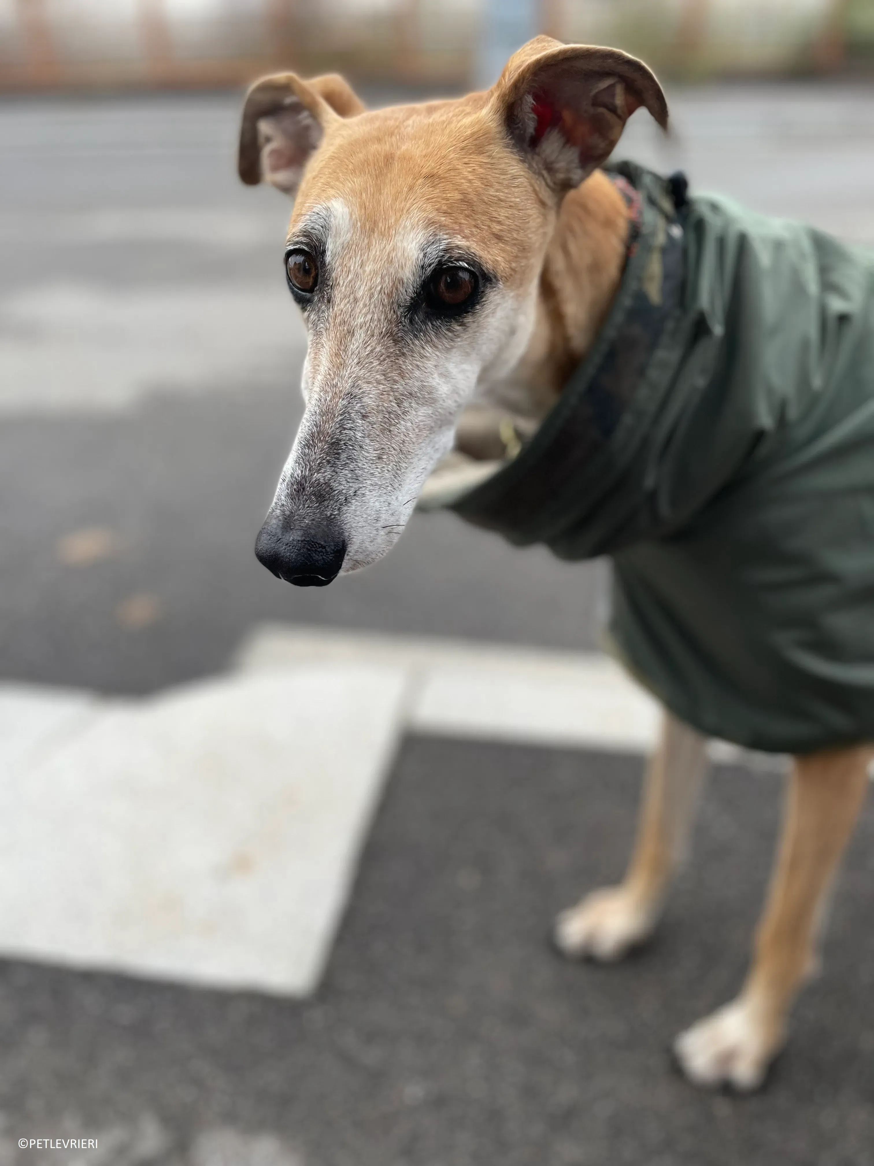 Ludmila adozione levrieri galgo.64