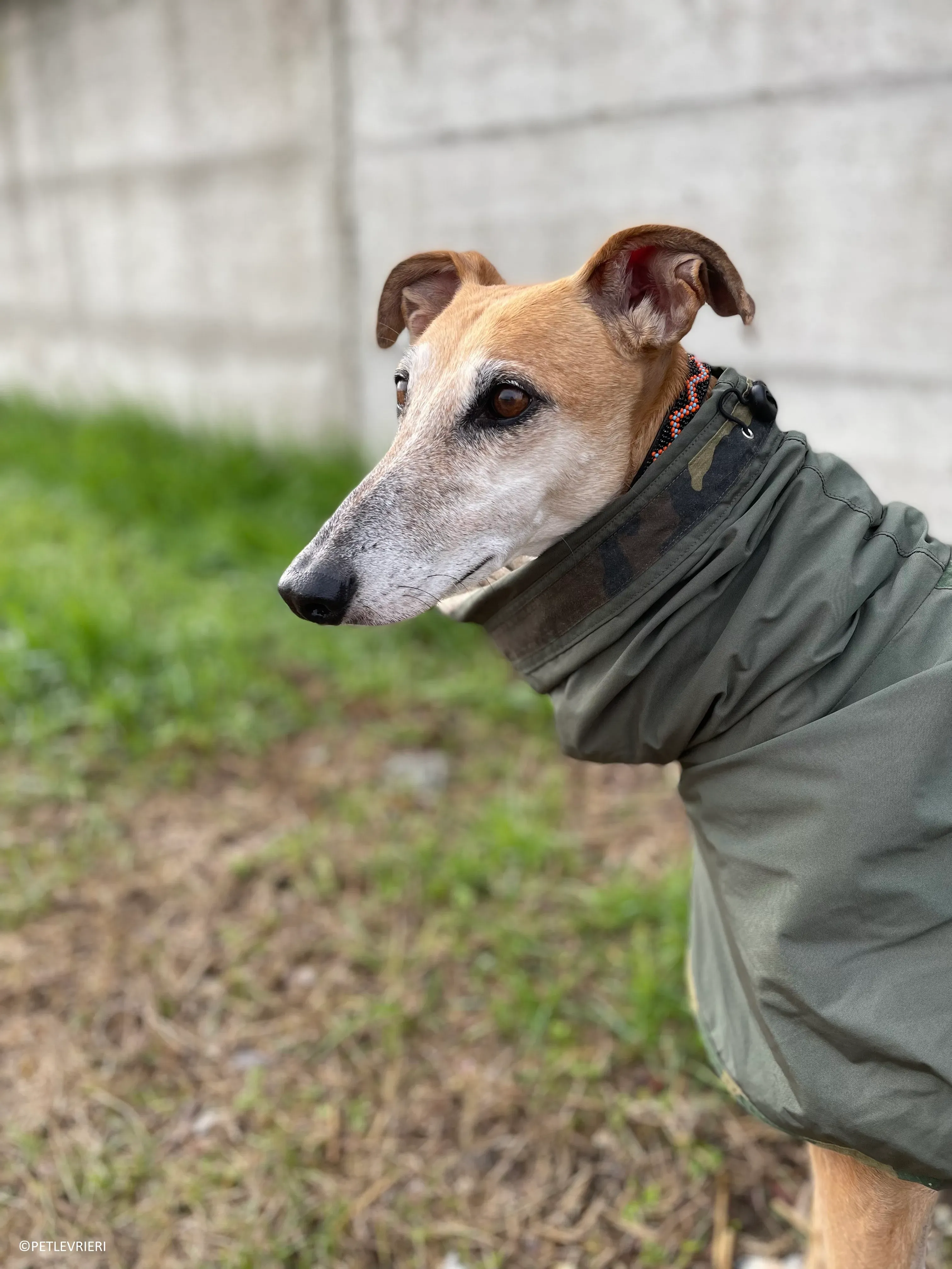 Ludmila adozione levrieri galgo.65