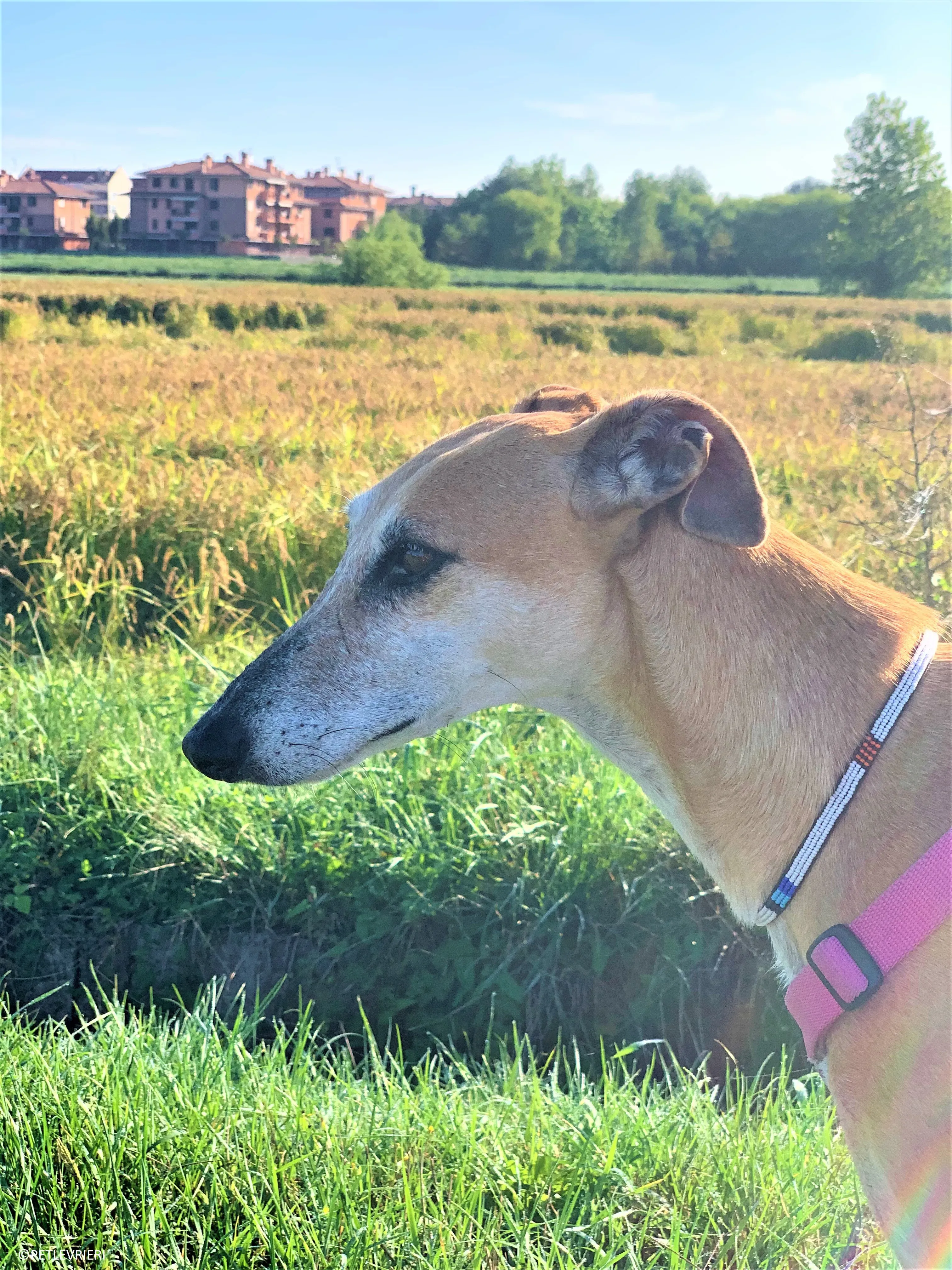 Ludmila adozione levrieri galgo30 2