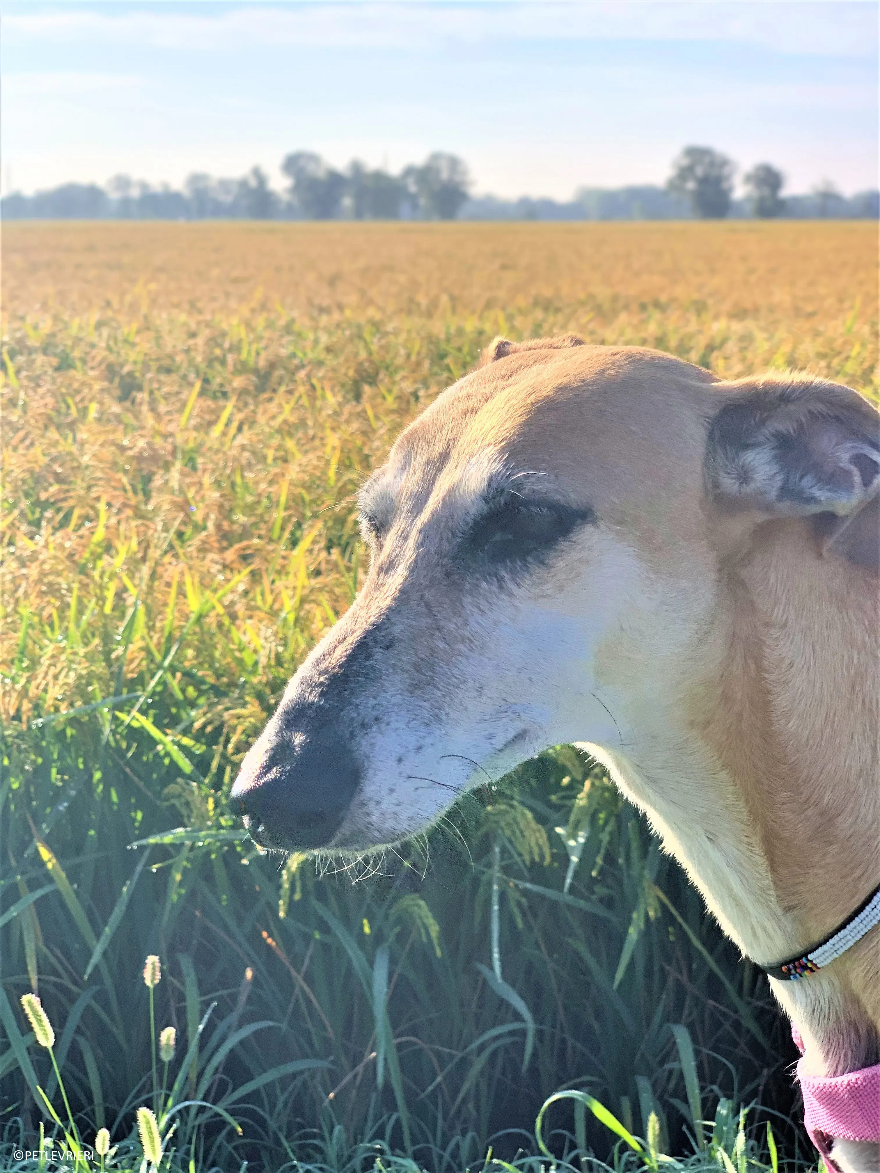 Ludmila adozione levrieri galgo31 2