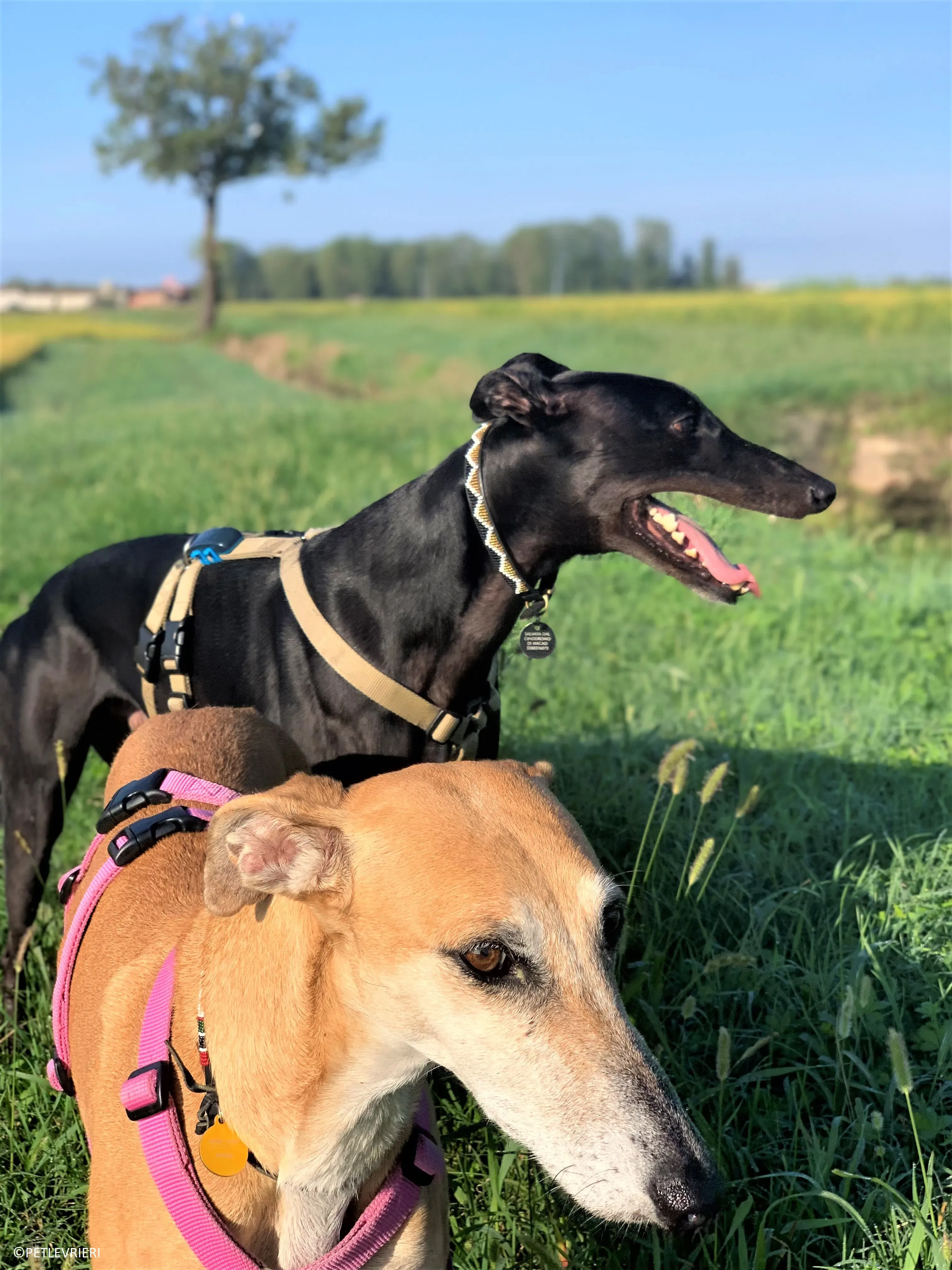 Ludmila adozione levrieri galgo32 2