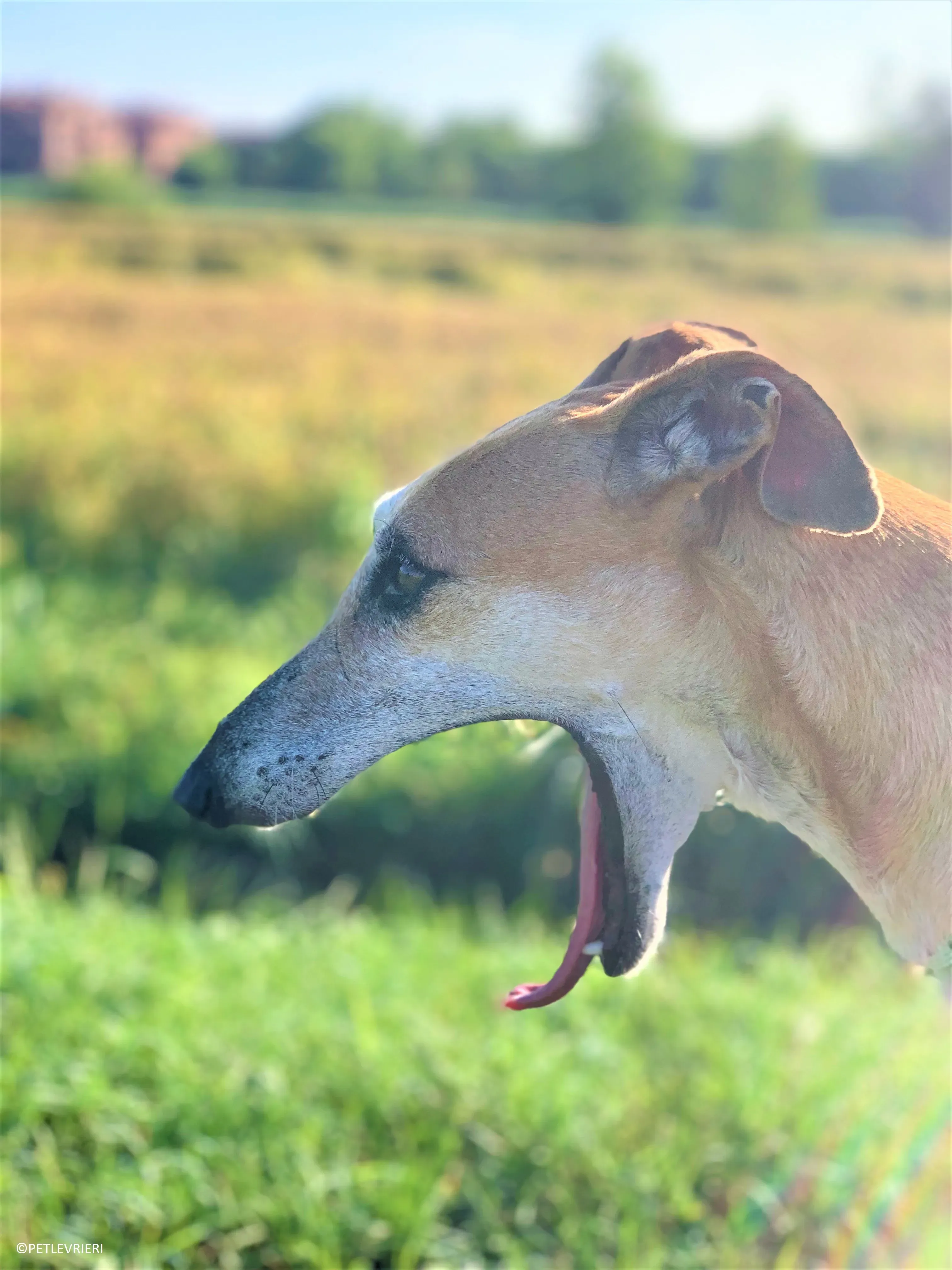 Ludmila adozione levrieri galgo33 2