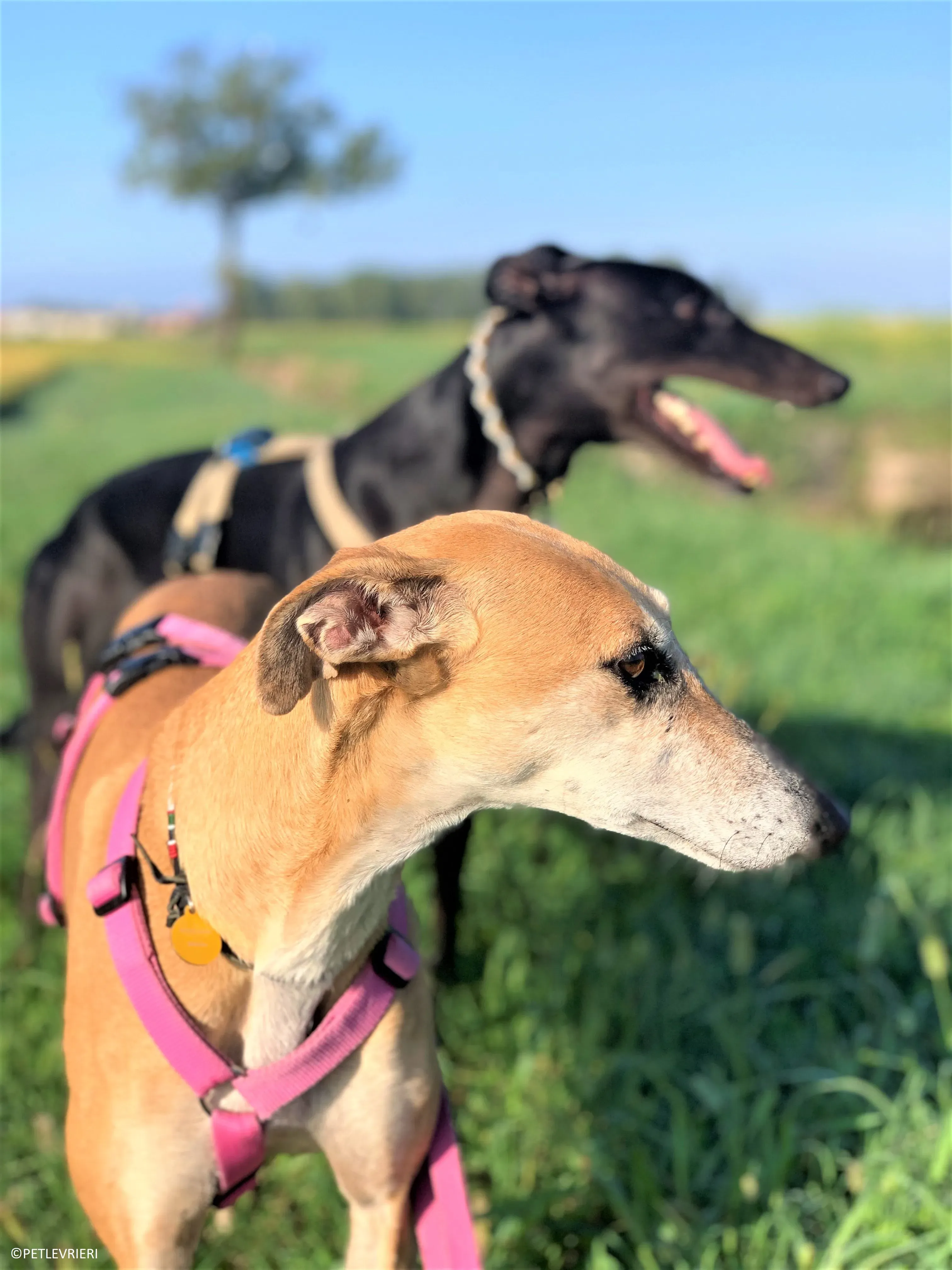 Ludmila adozione levrieri galgo34 2