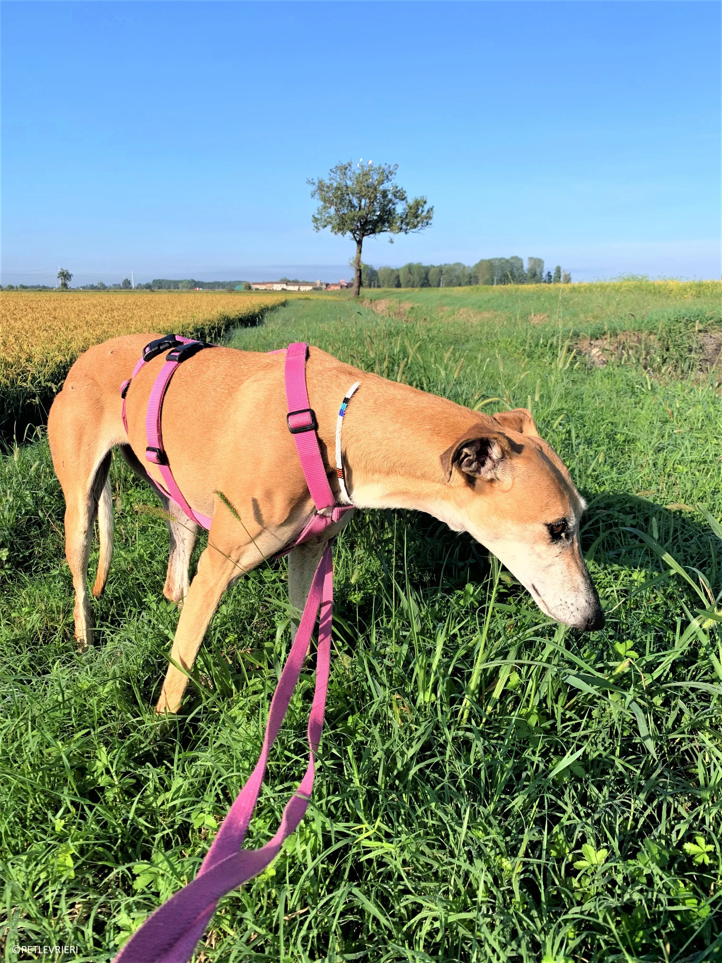 Ludmila adozione levrieri galgo35 2