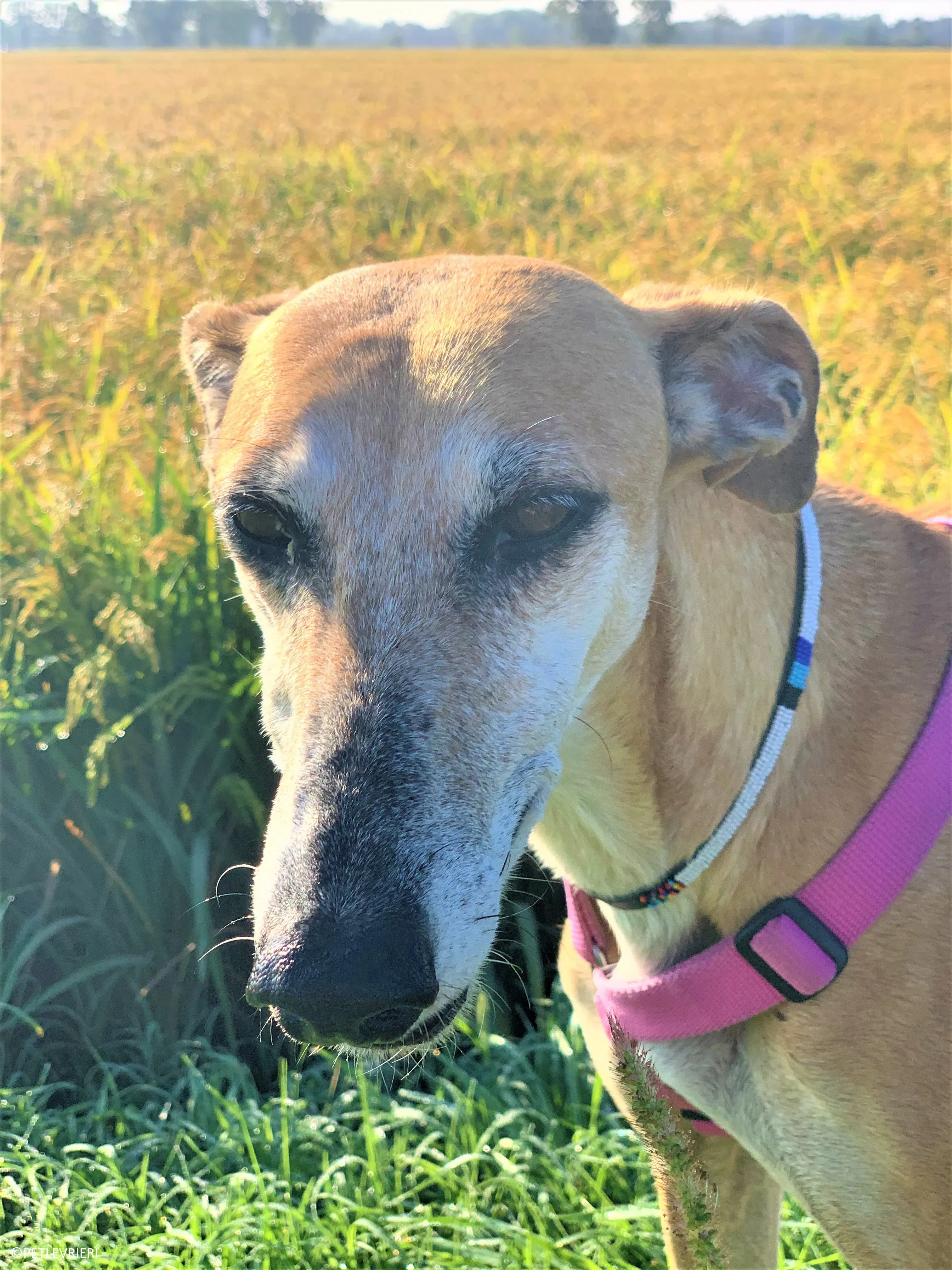 Ludmila adozione levrieri galgo36 2