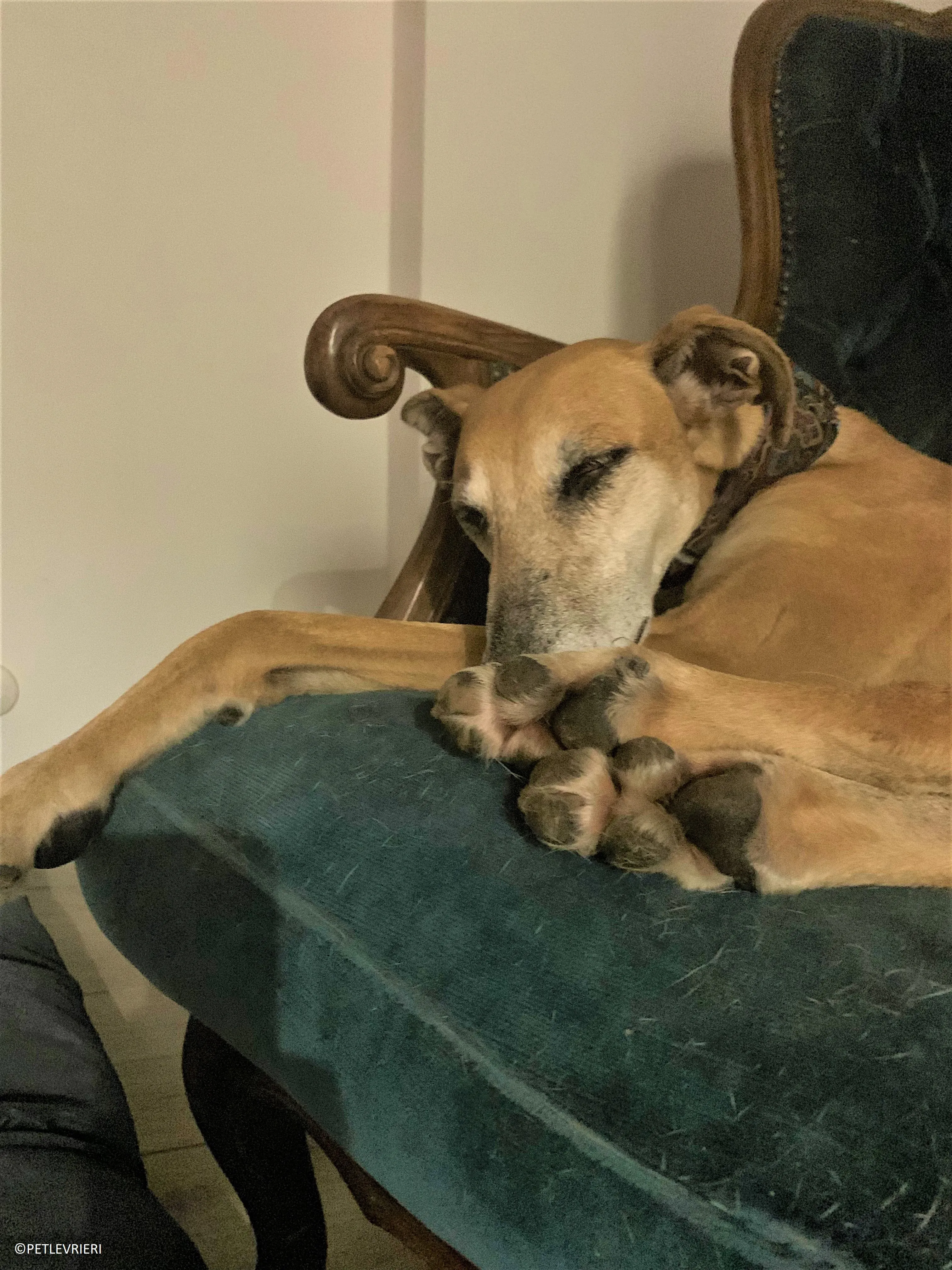 Ludmila adozione levrieri galgo37 2