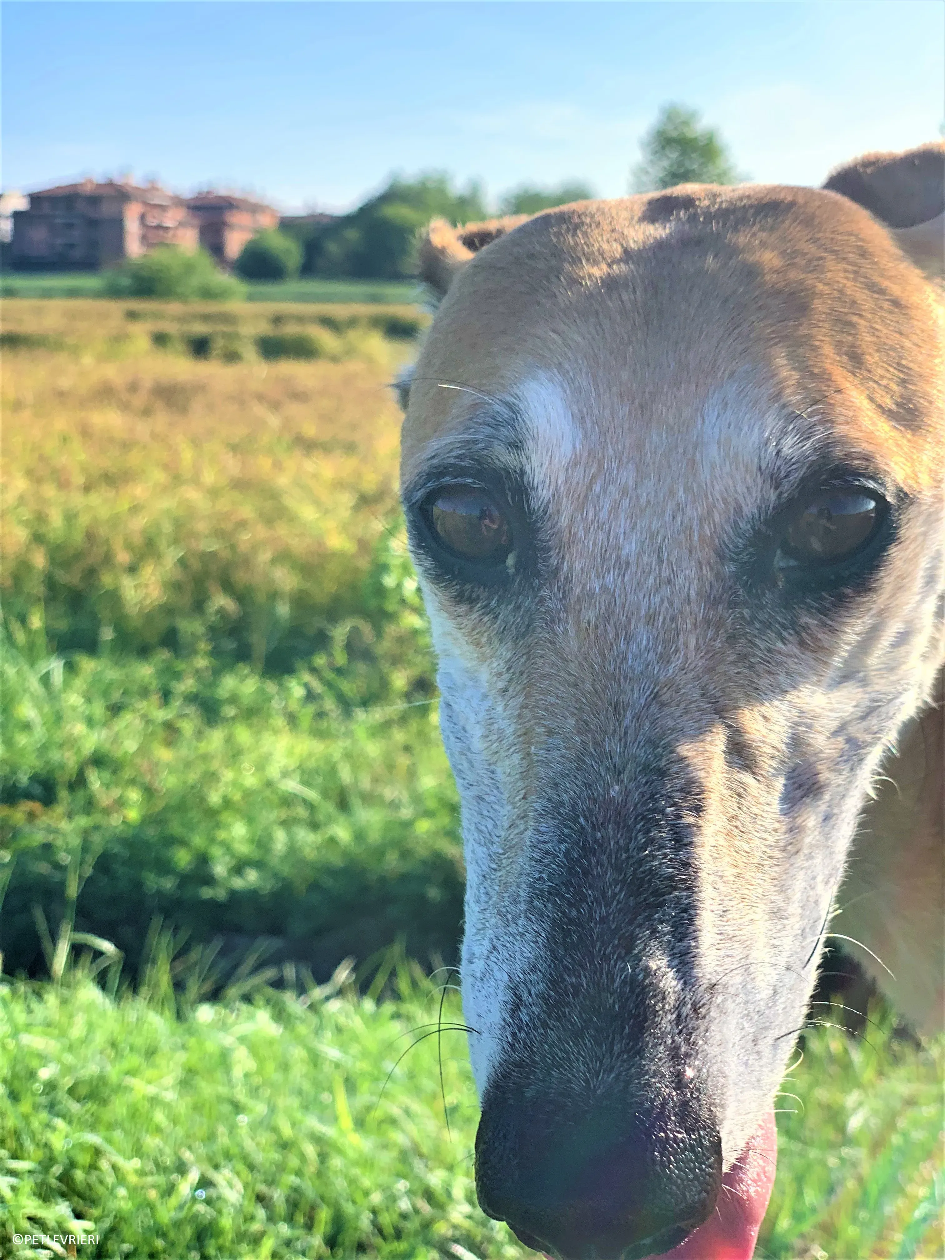 Ludmila adozione levrieri galgo38 2