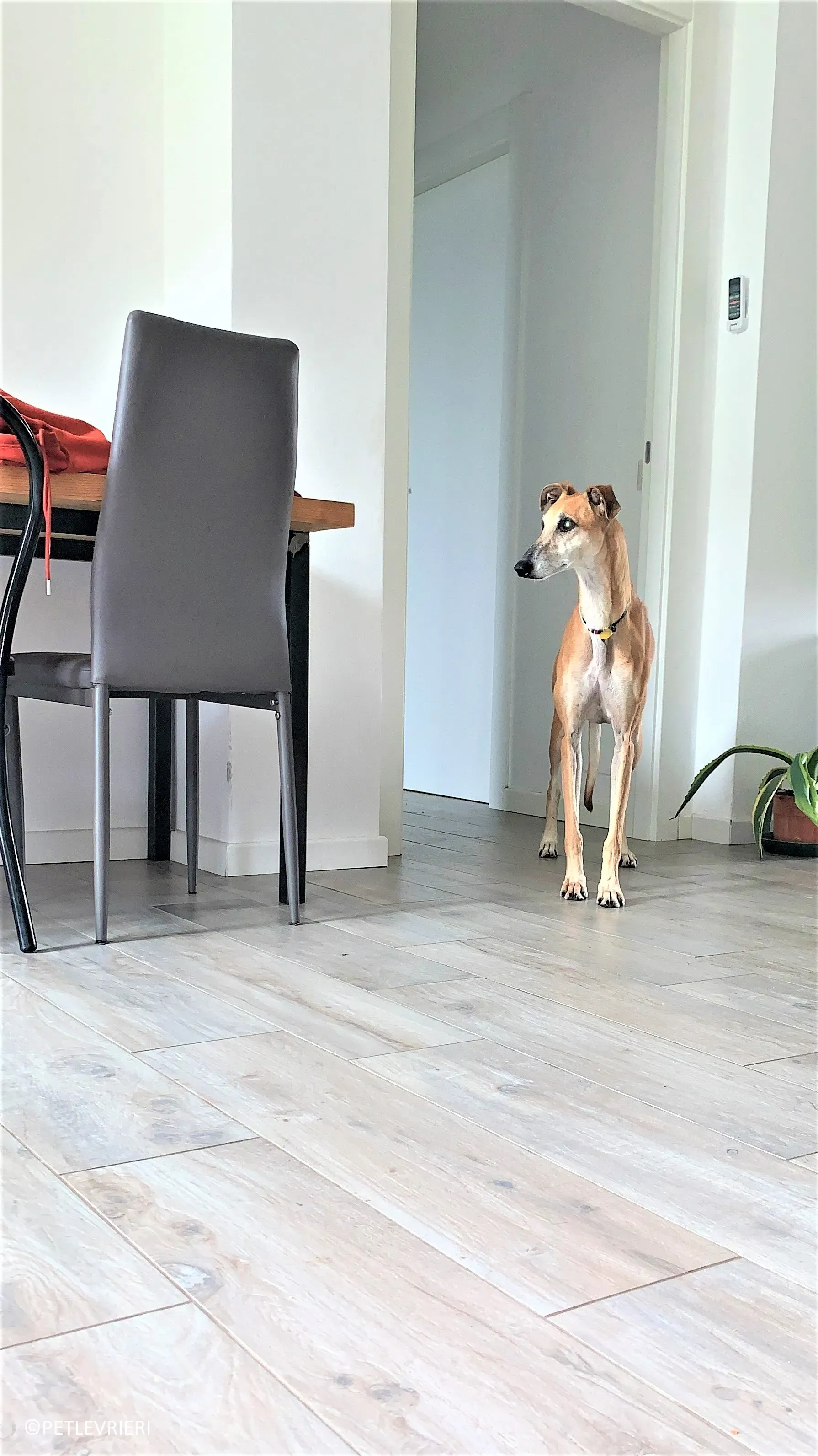 Ludmila adozione levrieri galgo39.jpeg 2