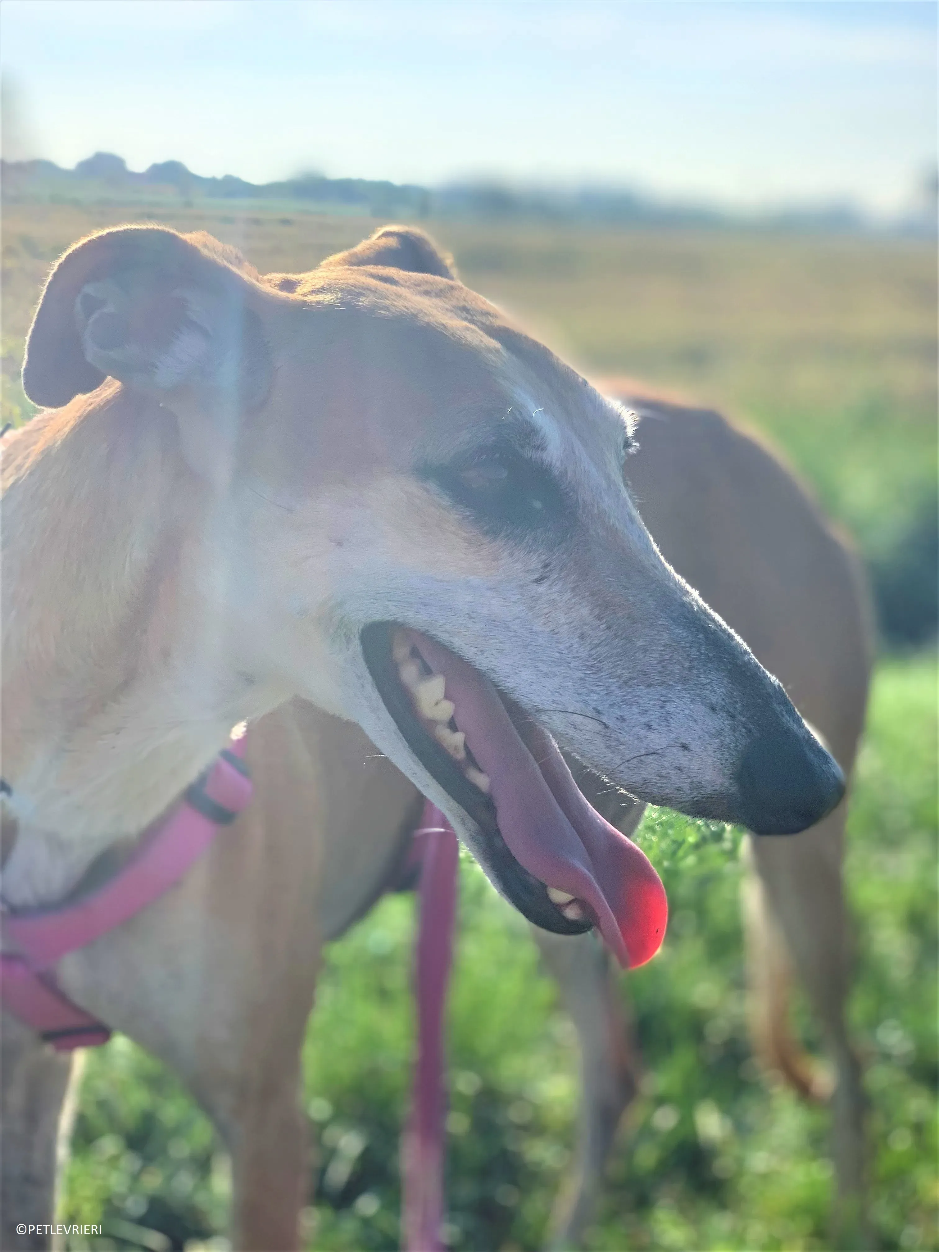 Ludmila adozione levrieri galgo40.jpeg 2