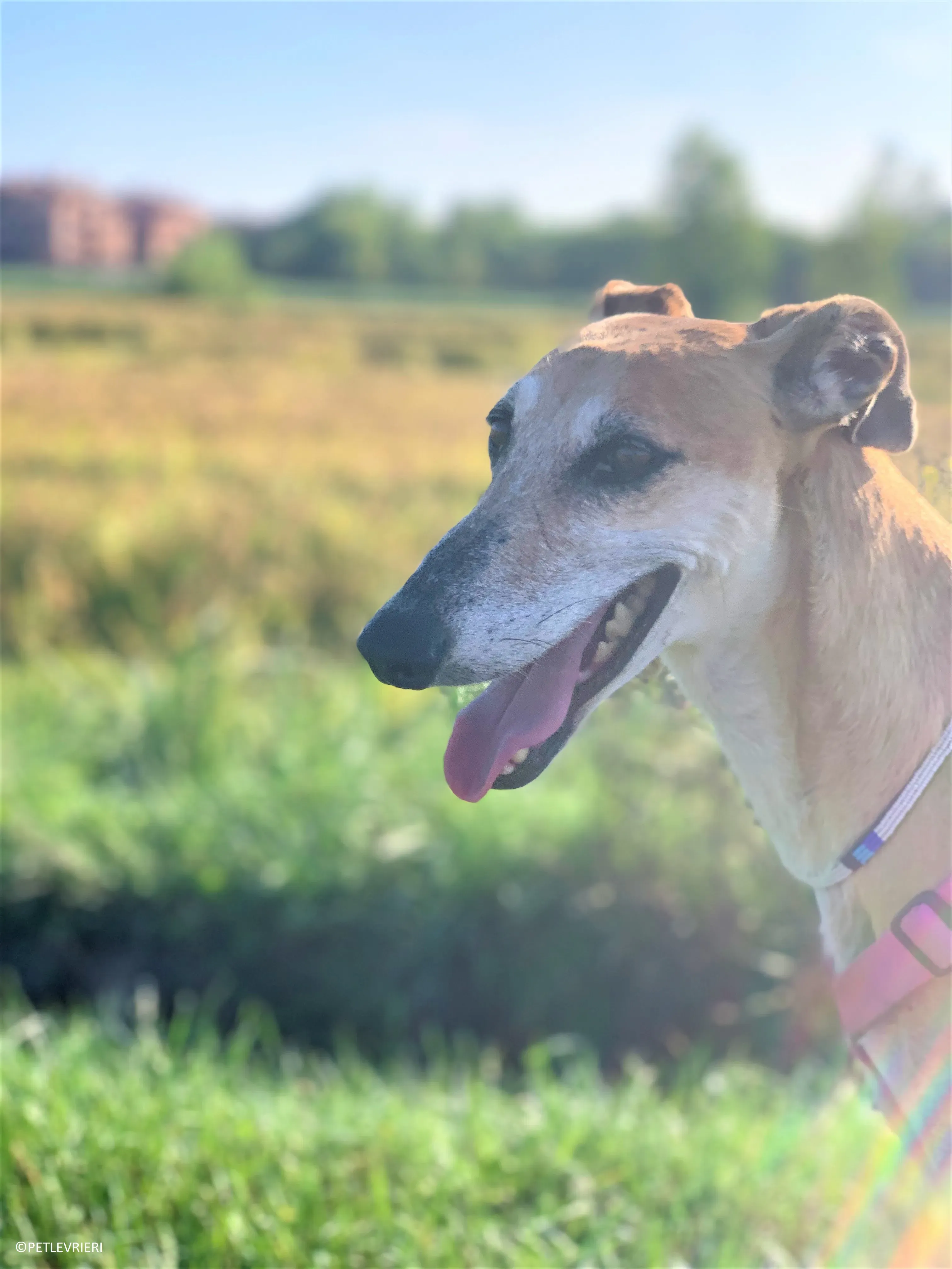 Ludmila adozione levrieri galgo41.jpeg 2