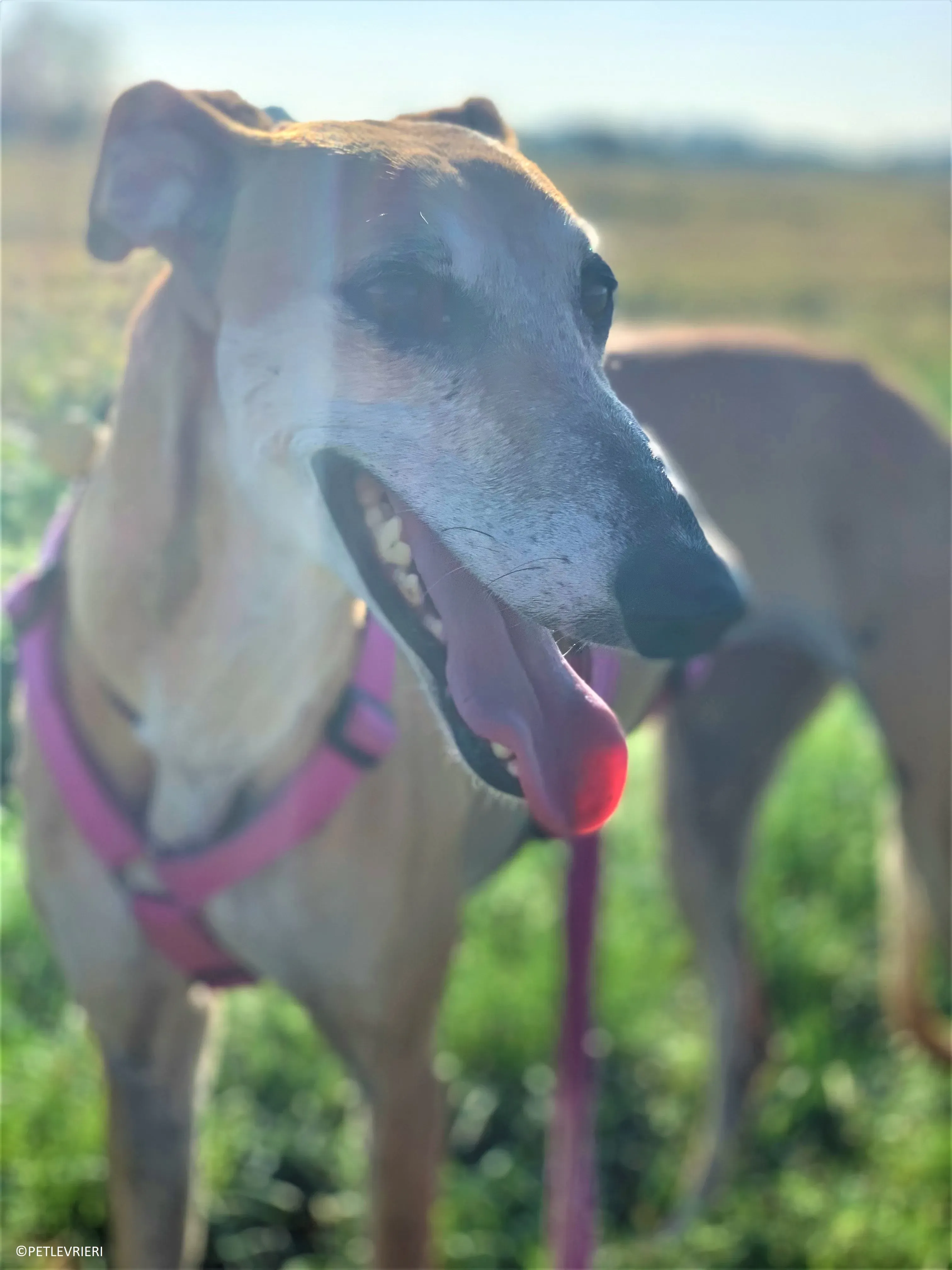 Ludmila adozione levrieri galgo42.jpeg 2