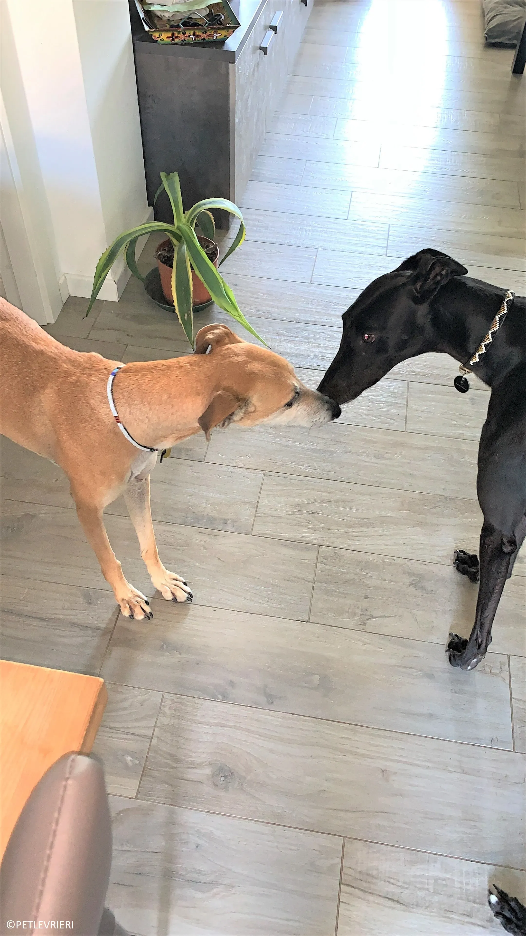 Ludmila adozione levrieri galgo43.jpeg 2