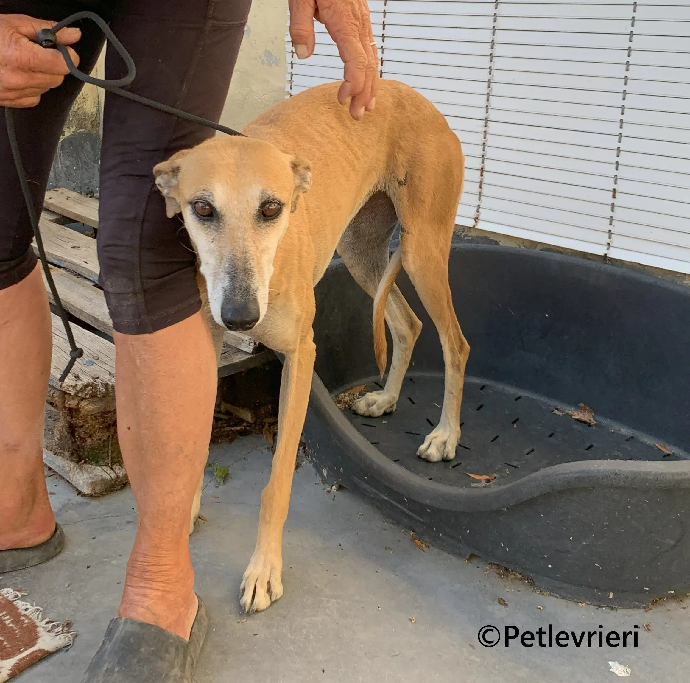 Ludmila galgo adozione pet levrieri onlus 1 2