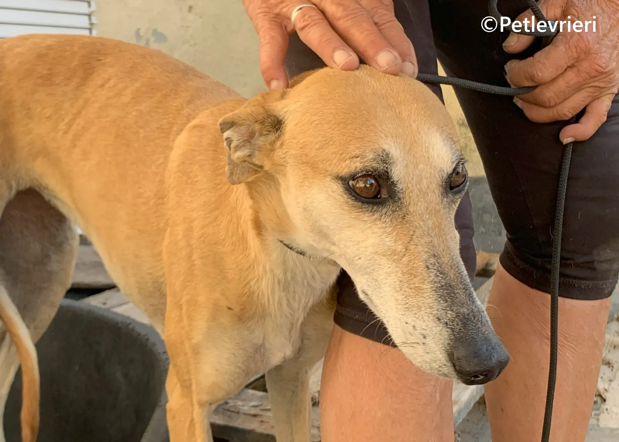 Ludmila galgo adozione pet levrieri onlus 10