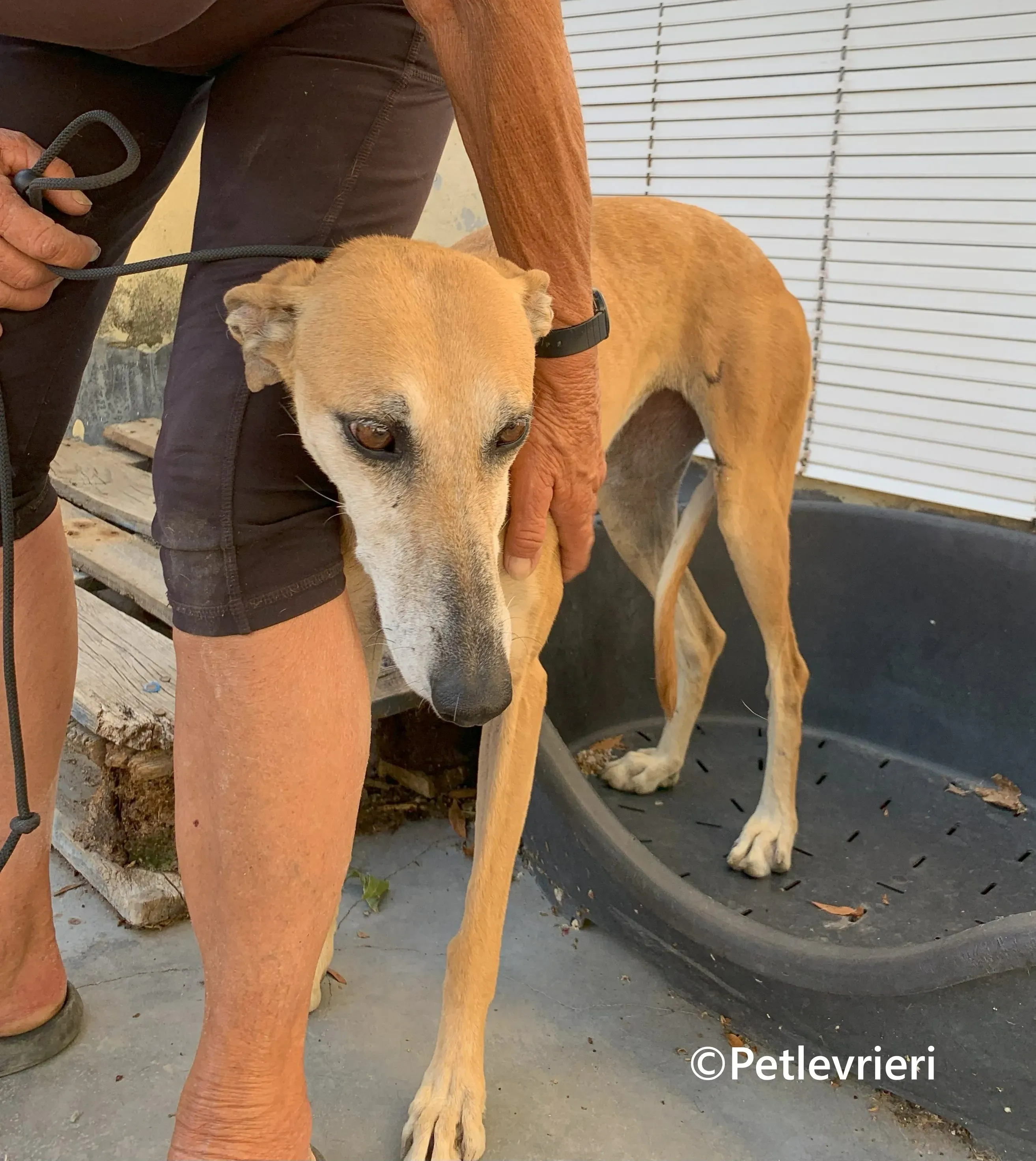 Ludmila galgo adozione pet levrieri onlus 11