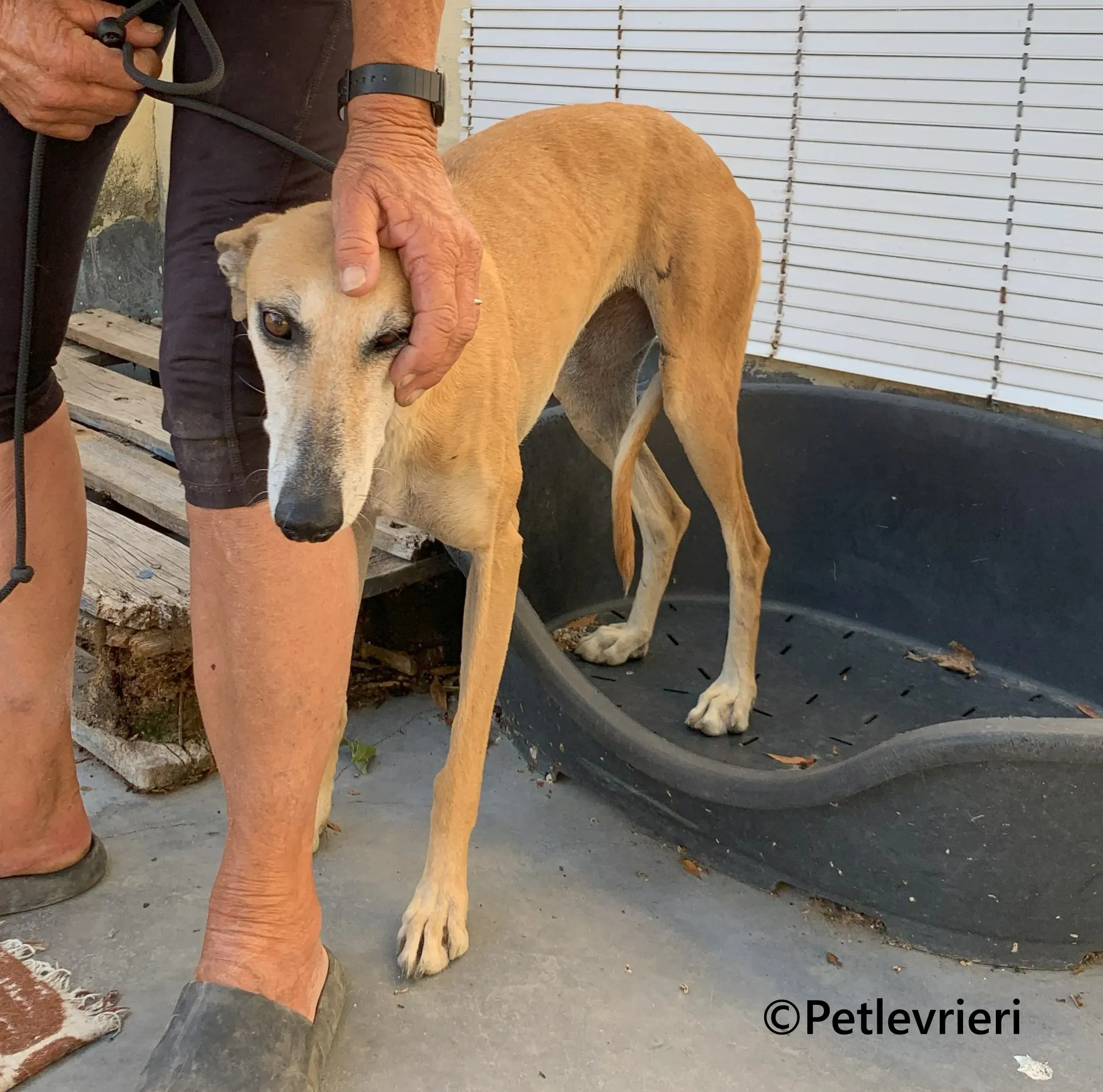 Ludmila galgo adozione pet levrieri onlus 2 1
