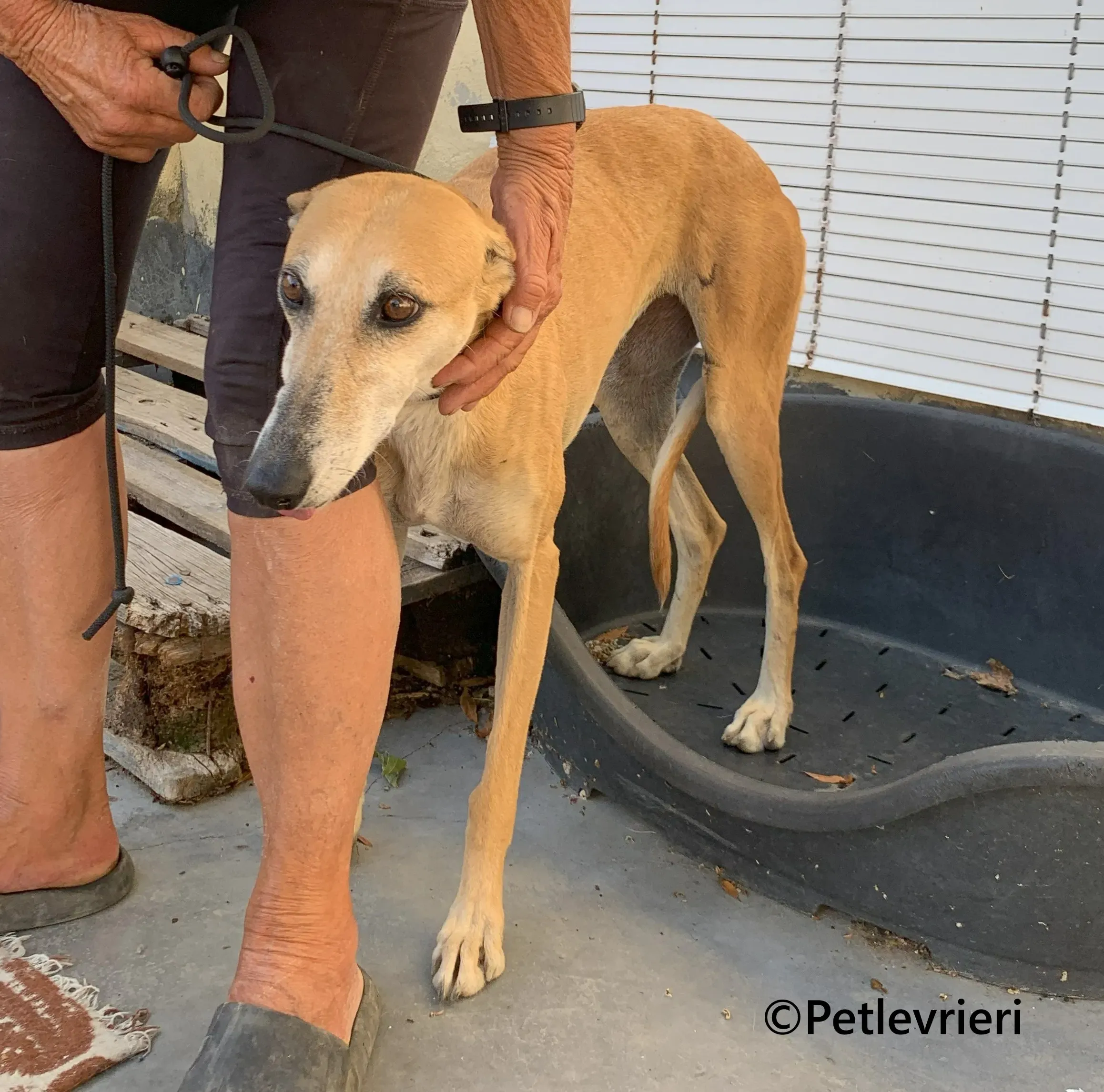 Ludmila galgo adozione pet levrieri onlus 3 1
