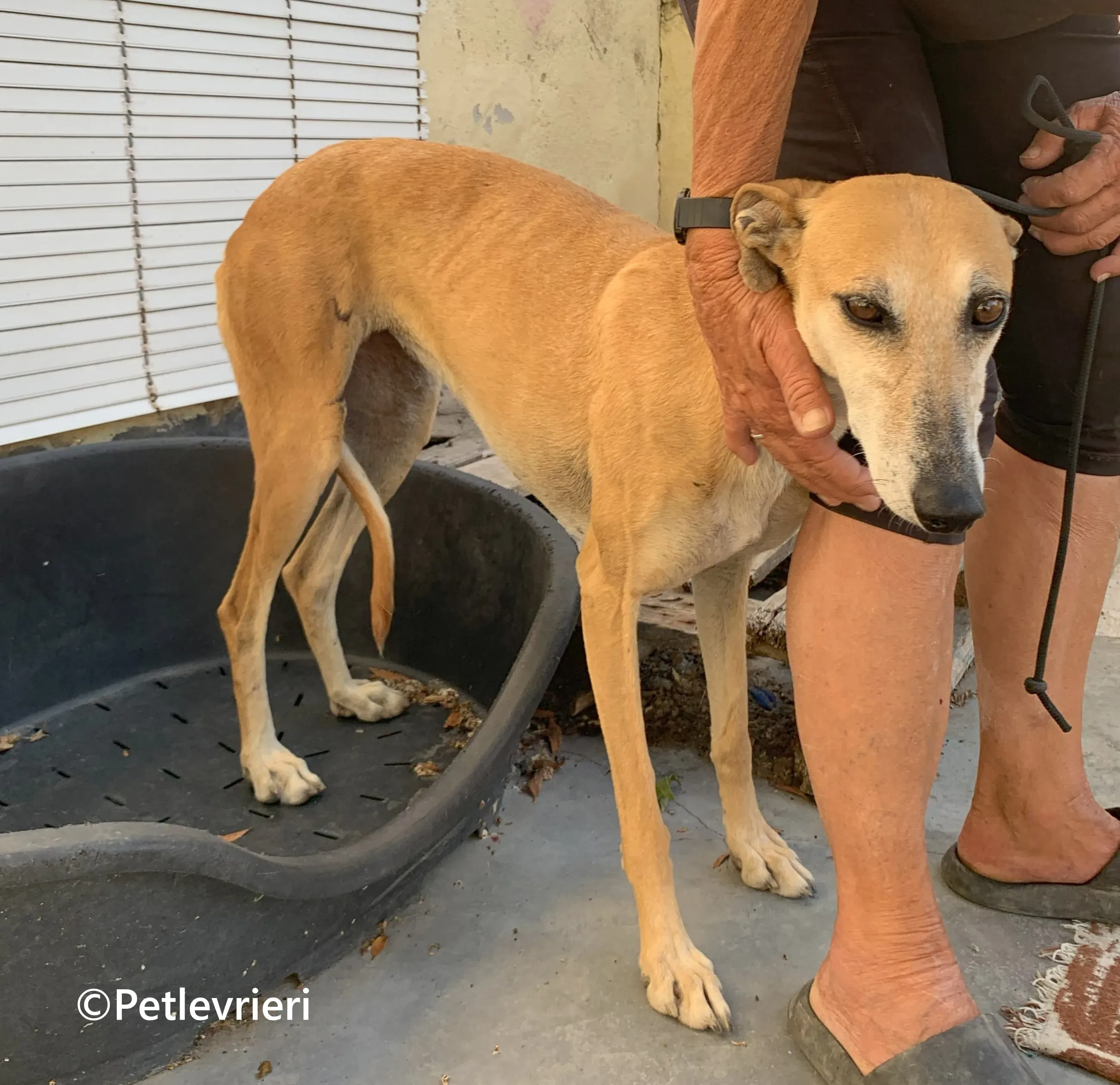 Ludmila galgo adozione pet levrieri onlus 4 1