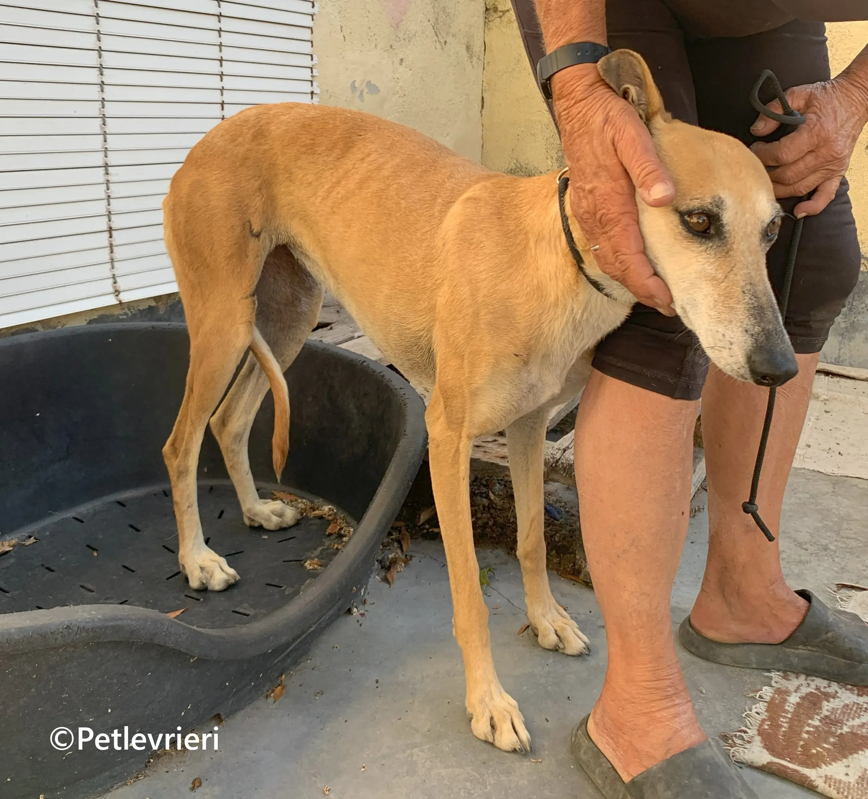 Ludmila galgo adozione pet levrieri onlus 5 1