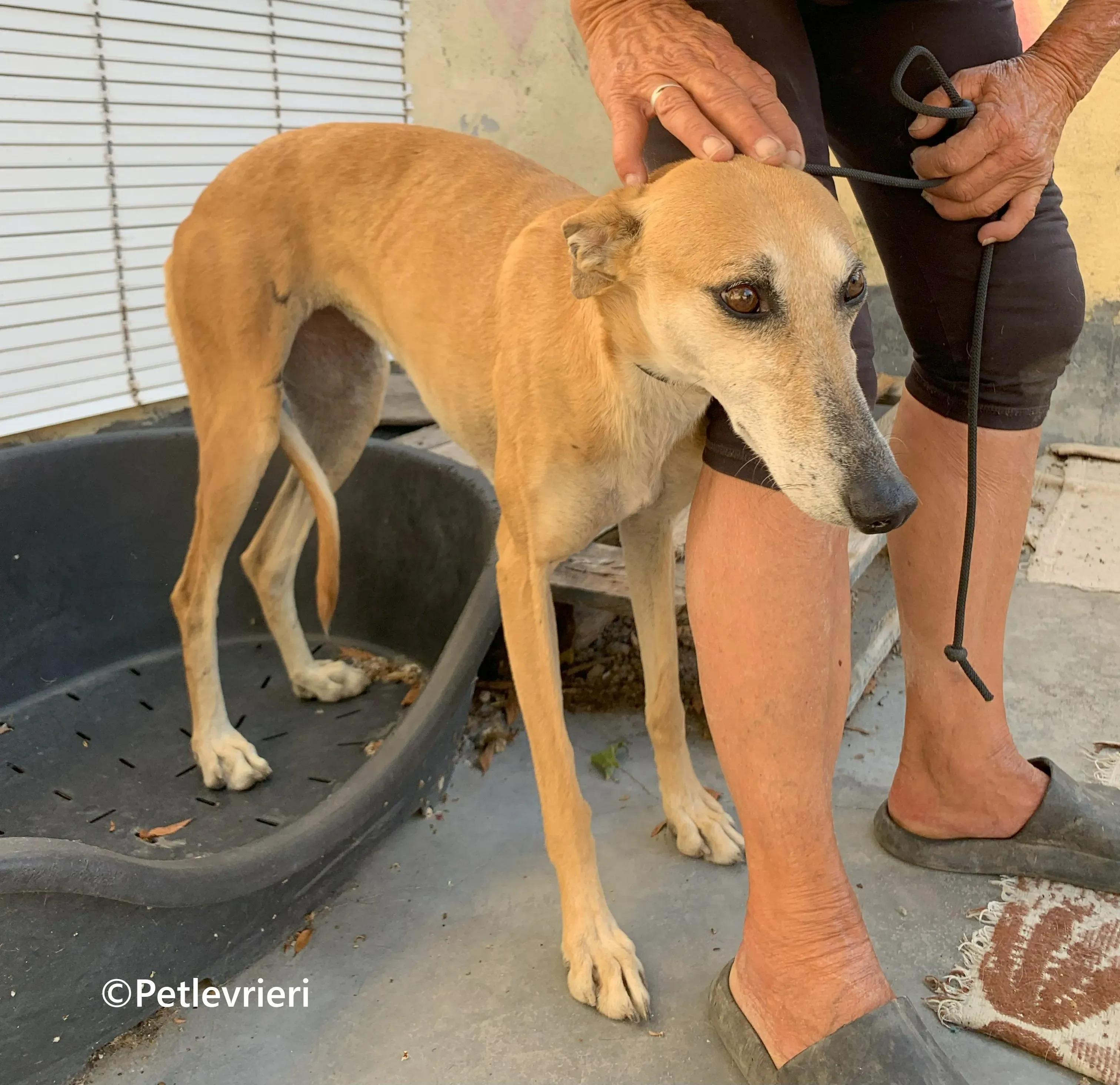 Ludmila galgo adozione pet levrieri onlus 6 1