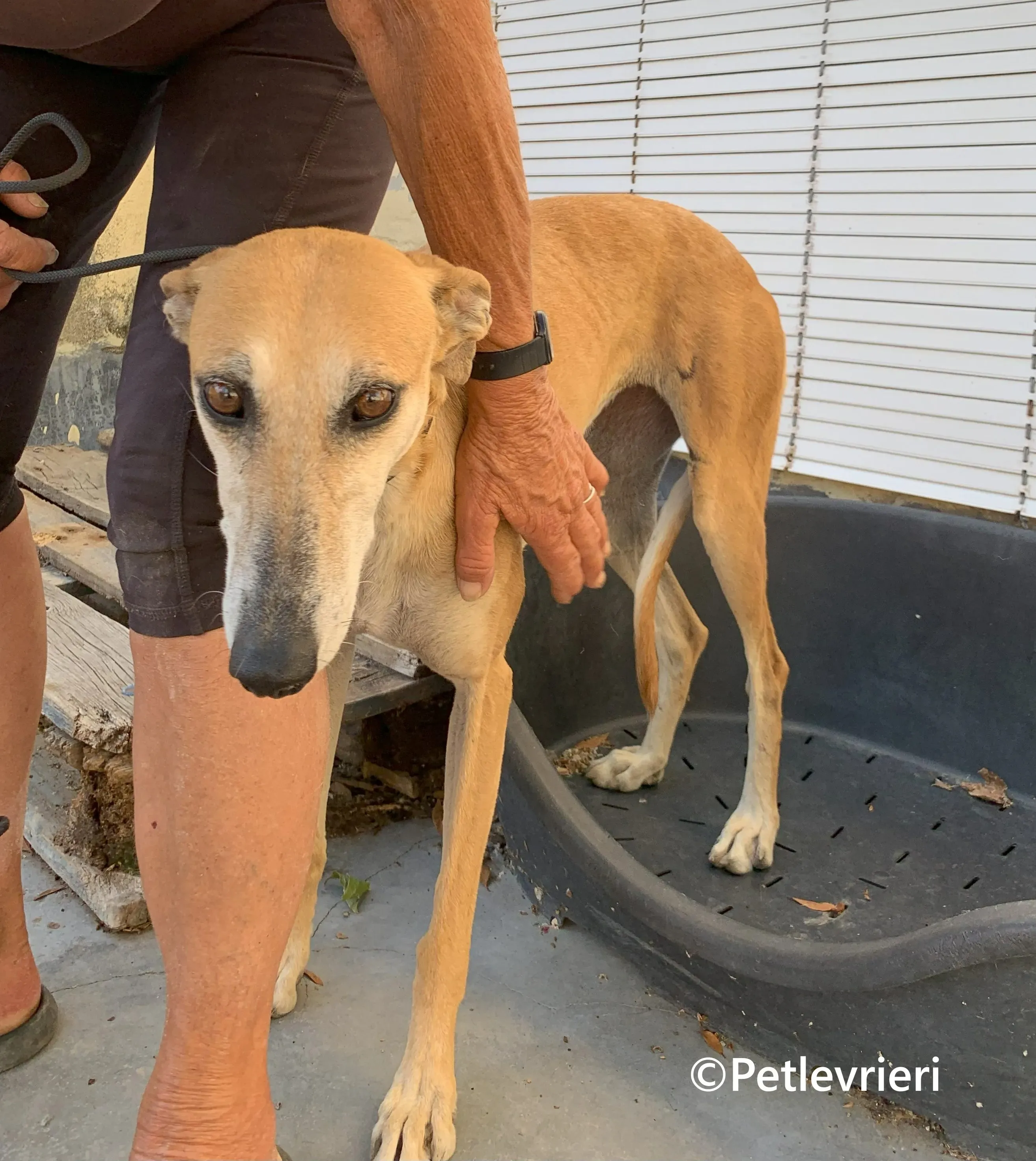 Ludmila galgo adozione pet levrieri onlus 7 1