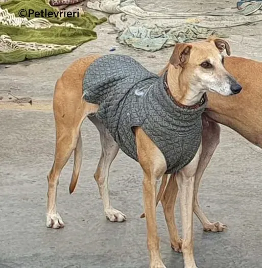 Ludmila galgo adozione pet levrieri onlus 8 1