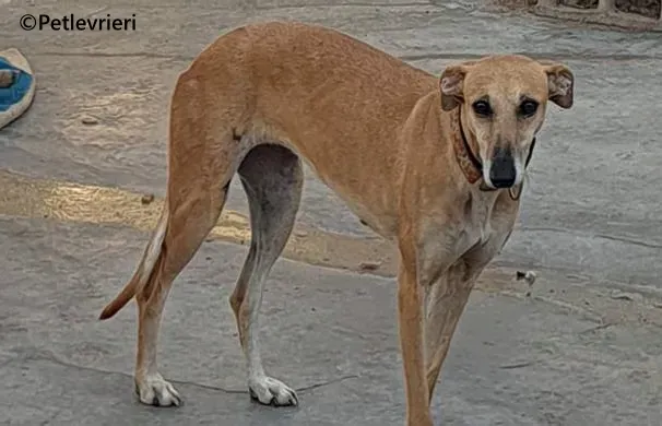 Ludmila galgo adozione pet levrieri onlus 9
