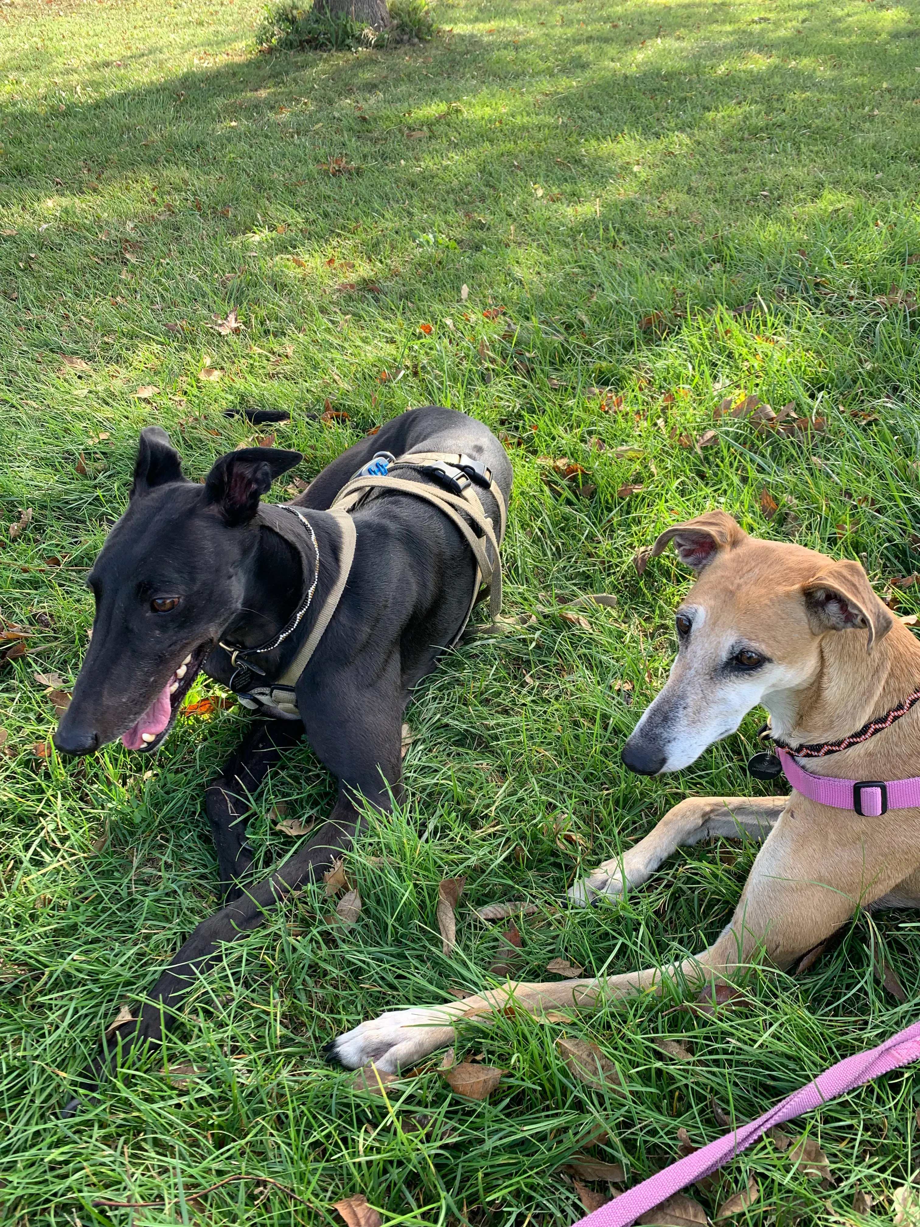 Ludmila adozione levrieri galgo.20