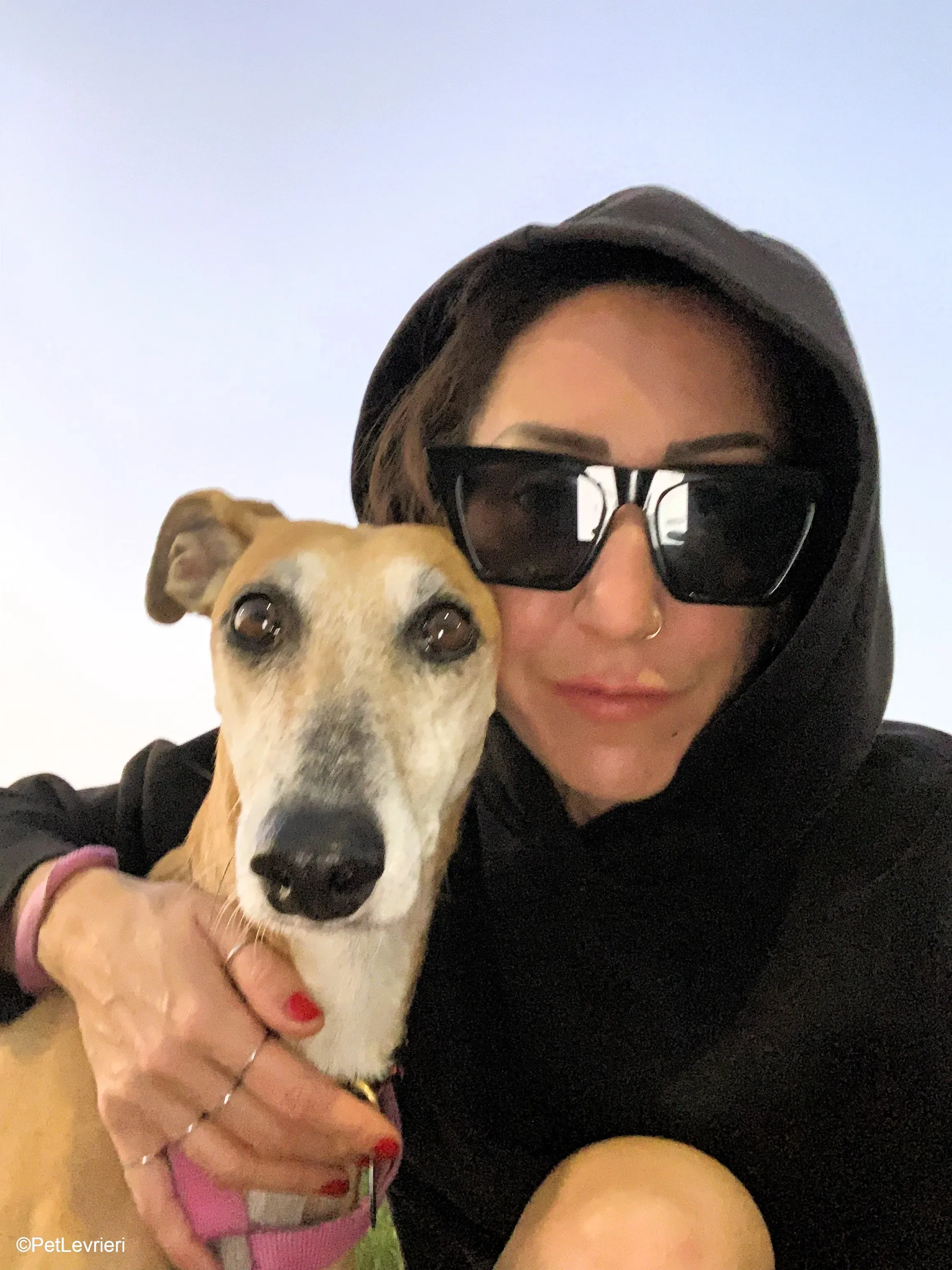 Ludmila adozione levrieri galgo.21