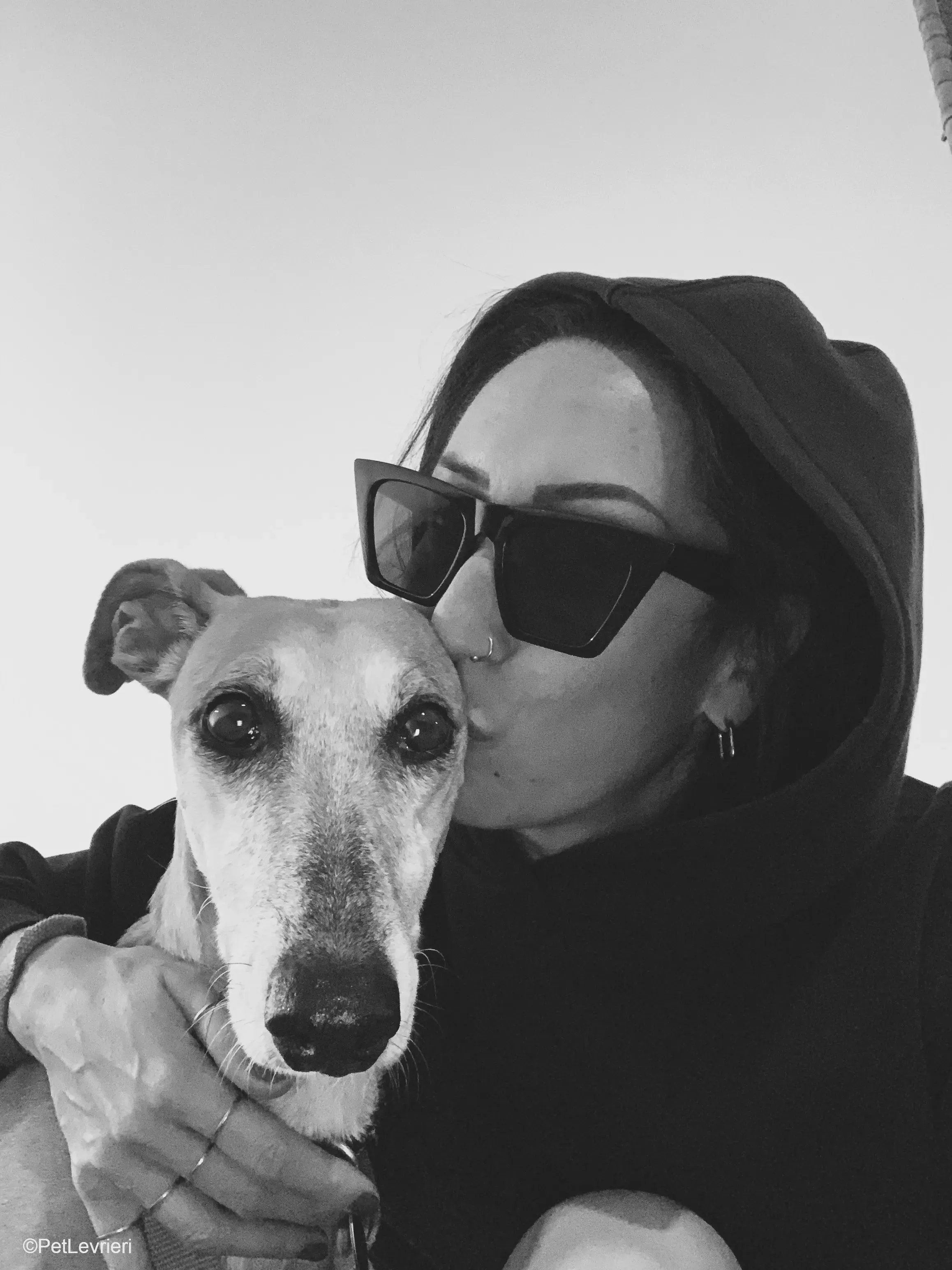 Ludmila adozione levrieri galgo.22