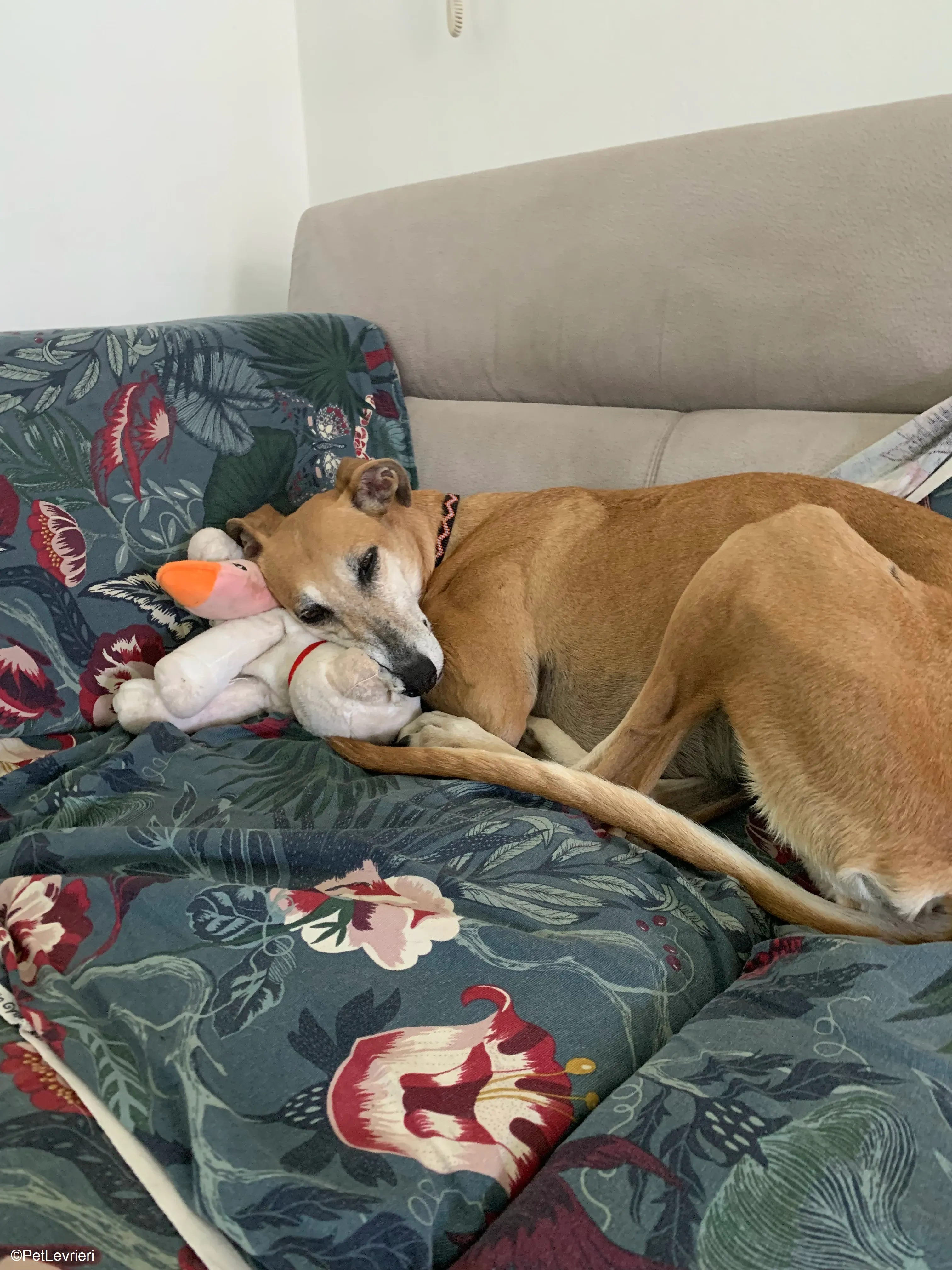 Ludmila adozione levrieri galgo.23