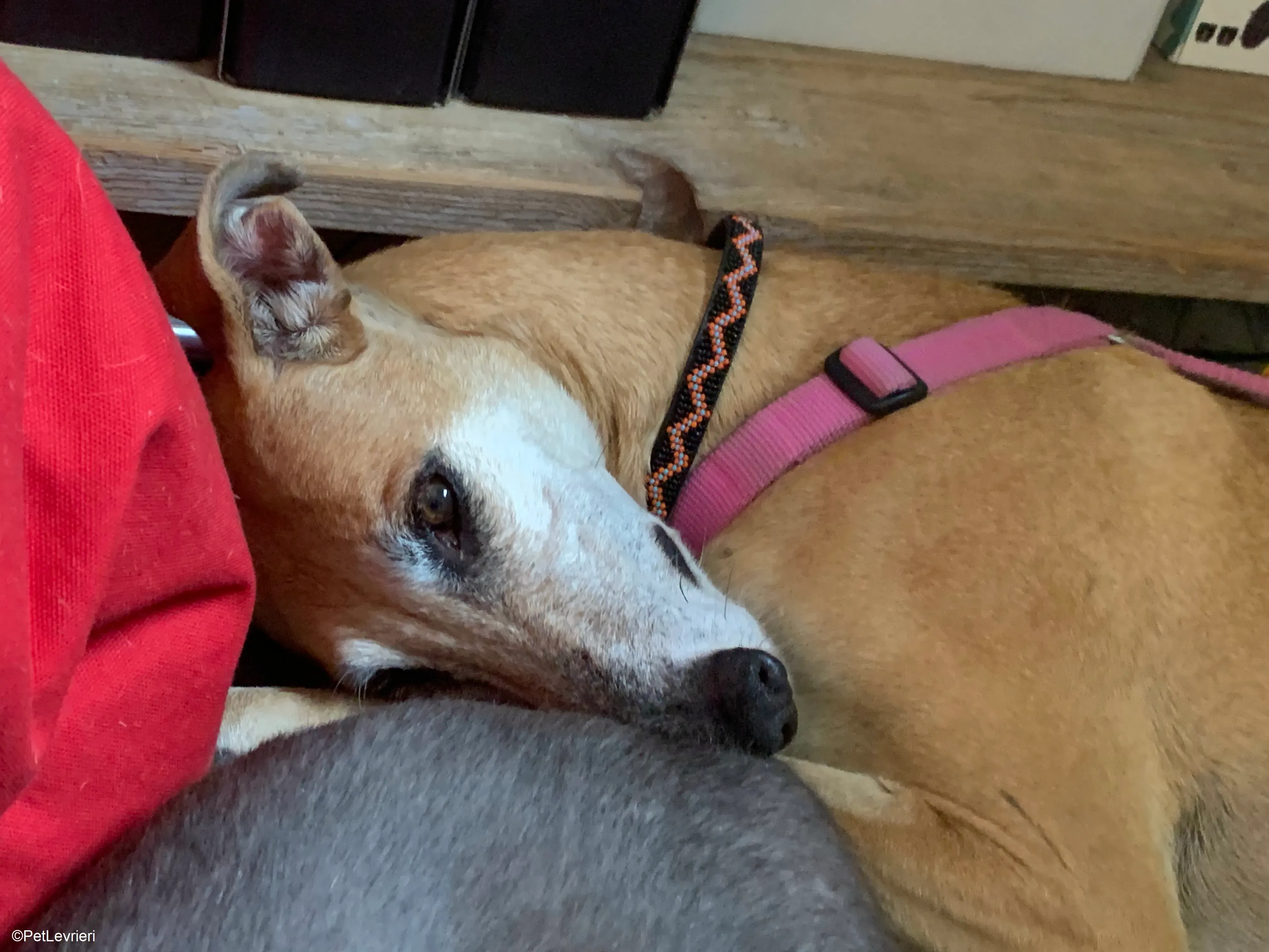 Ludmila adozione levrieri galgo.24