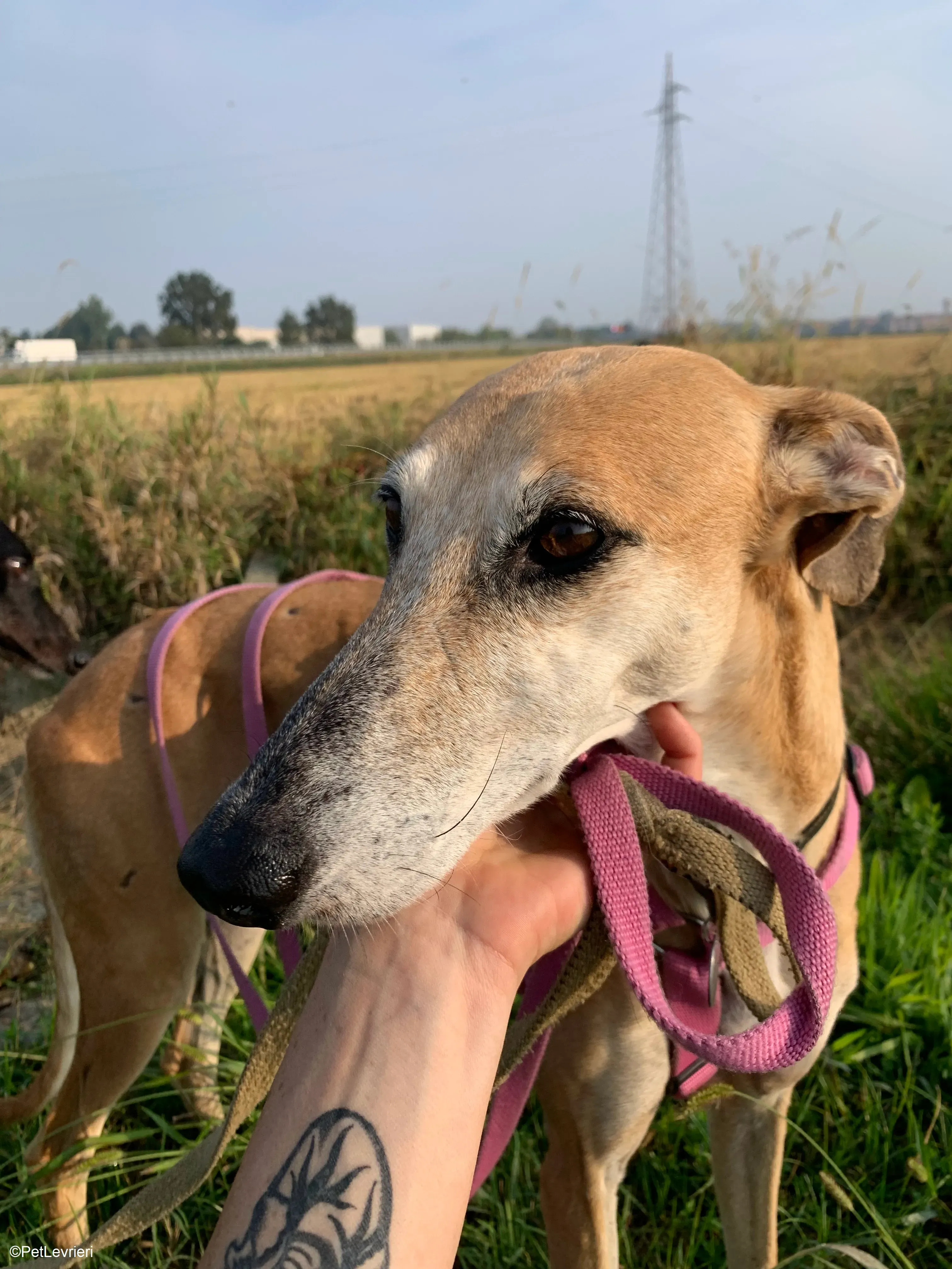 Ludmila adozione levrieri galgo.26