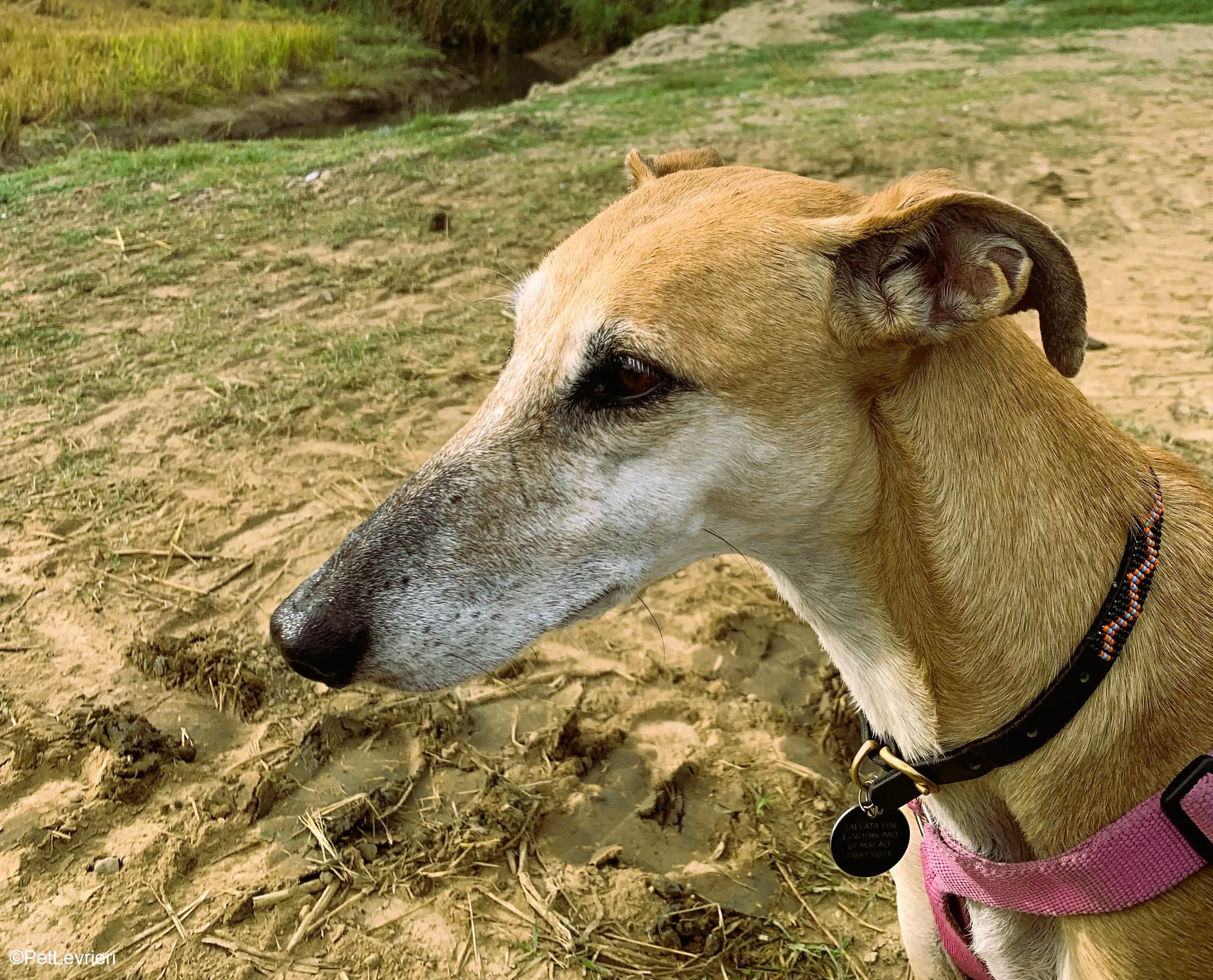 Ludmila adozione levrieri galgo.27