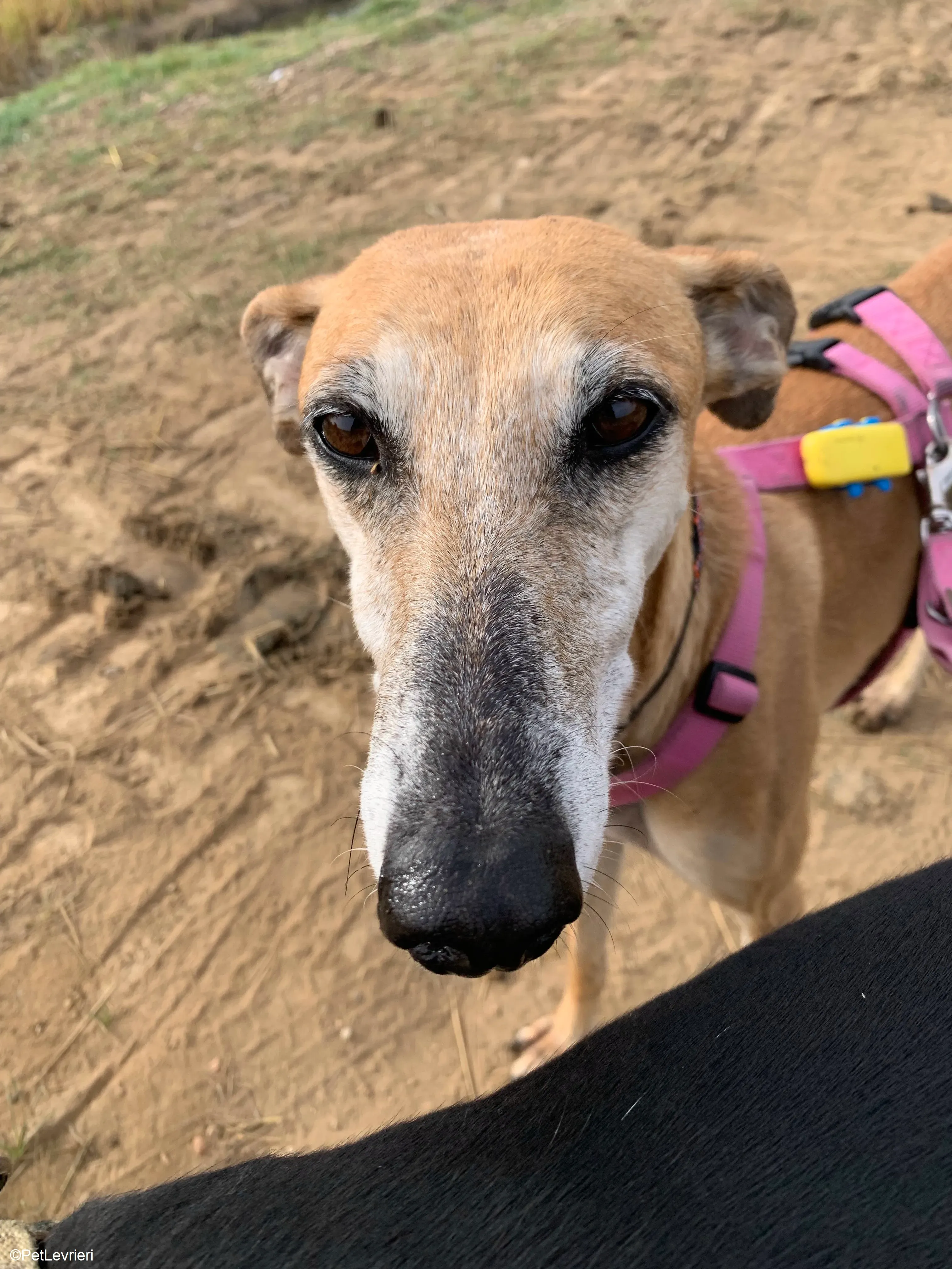 Ludmila adozione levrieri galgo.28