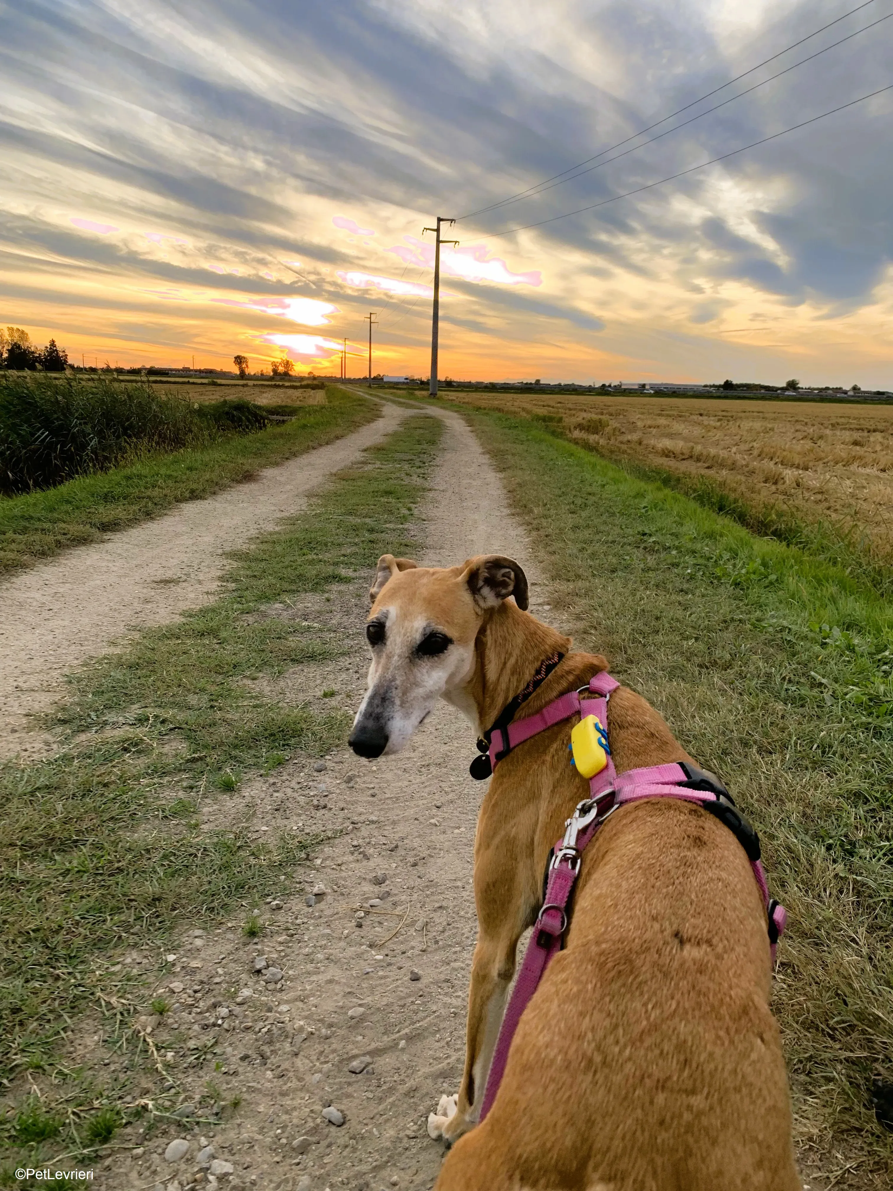 Ludmila adozione levrieri galgo.29