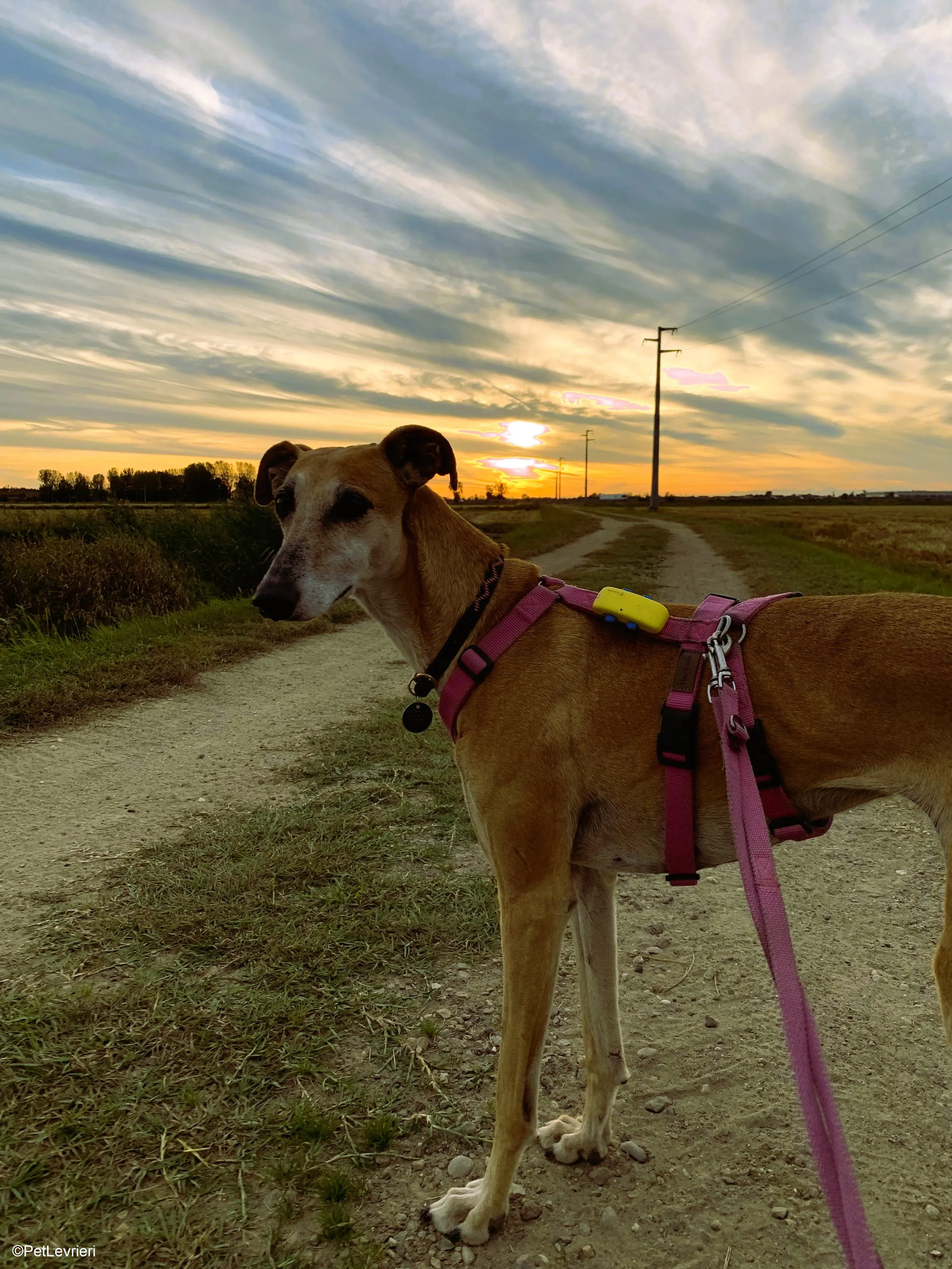 Ludmila adozione levrieri galgo.30