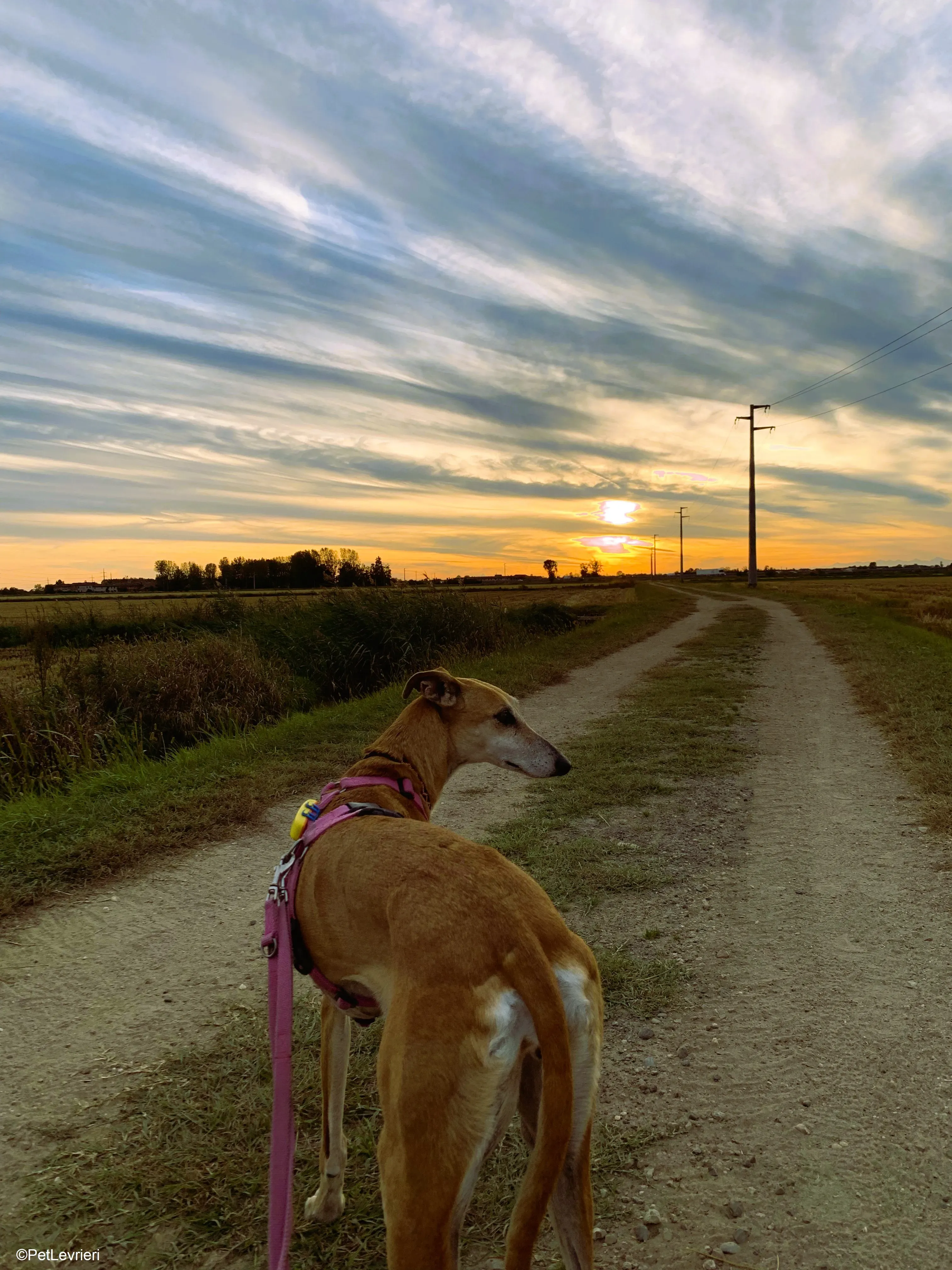 Ludmila adozione levrieri galgo.31