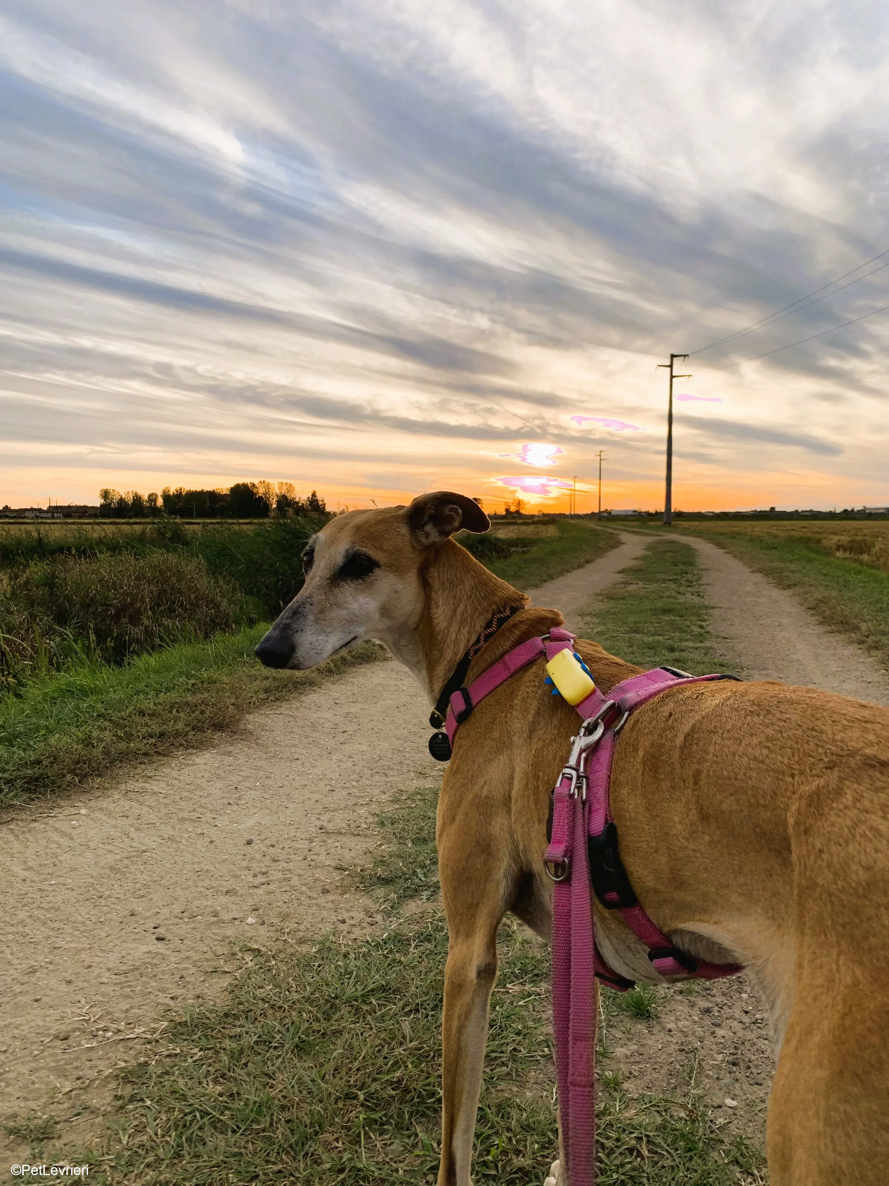 Ludmila adozione levrieri galgo.32