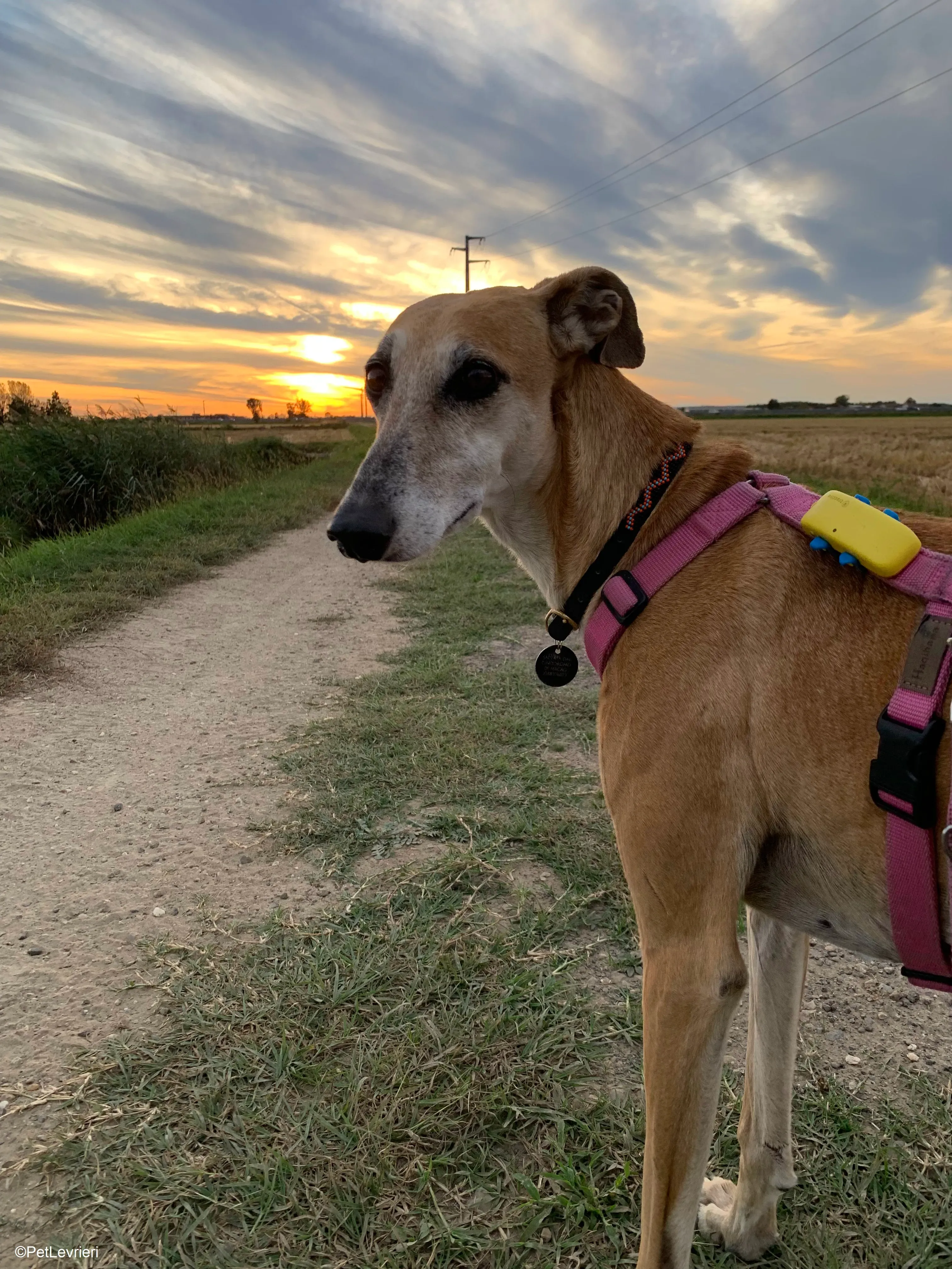 Ludmila adozione levrieri galgo.33