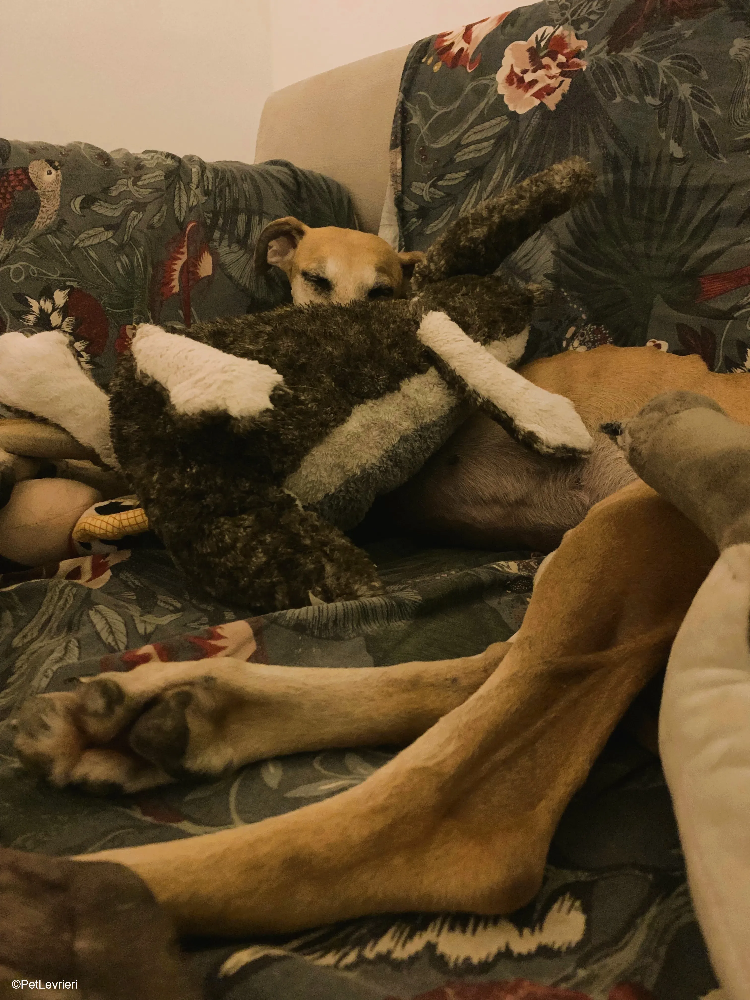 Ludmila adozione levrieri galgo.34