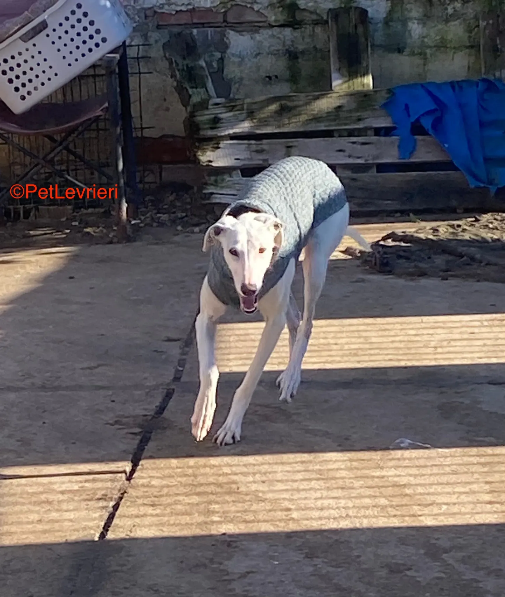 Luisa adozione galgo pet levrieri onlus 1