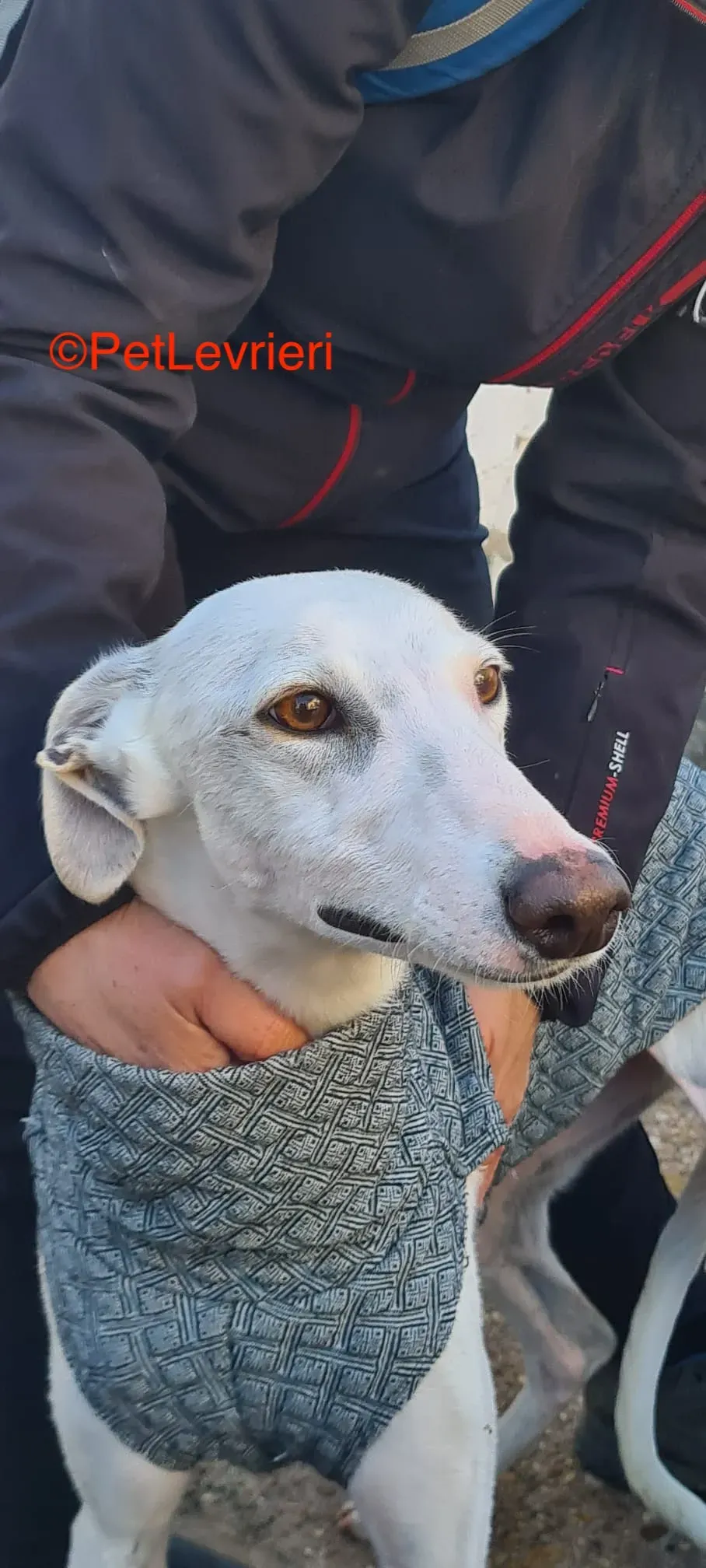 Luisa adozione galgo pet levrieri onlus 10
