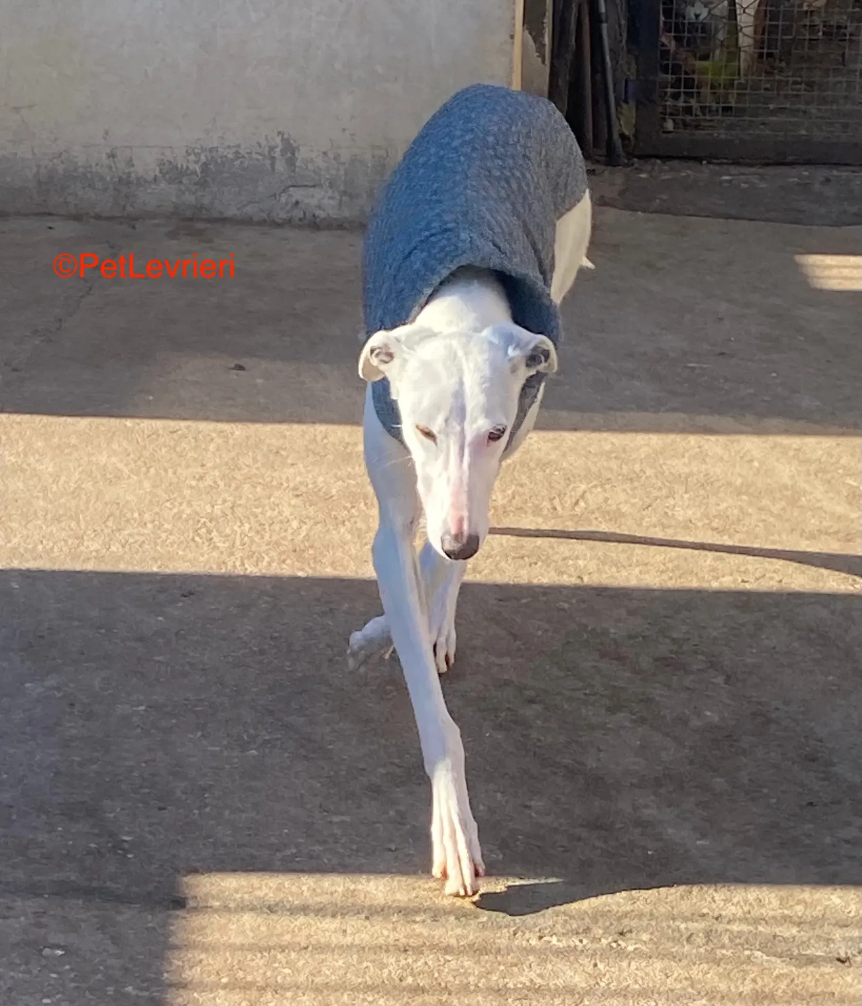 Luisa adozione galgo pet levrieri onlus 11